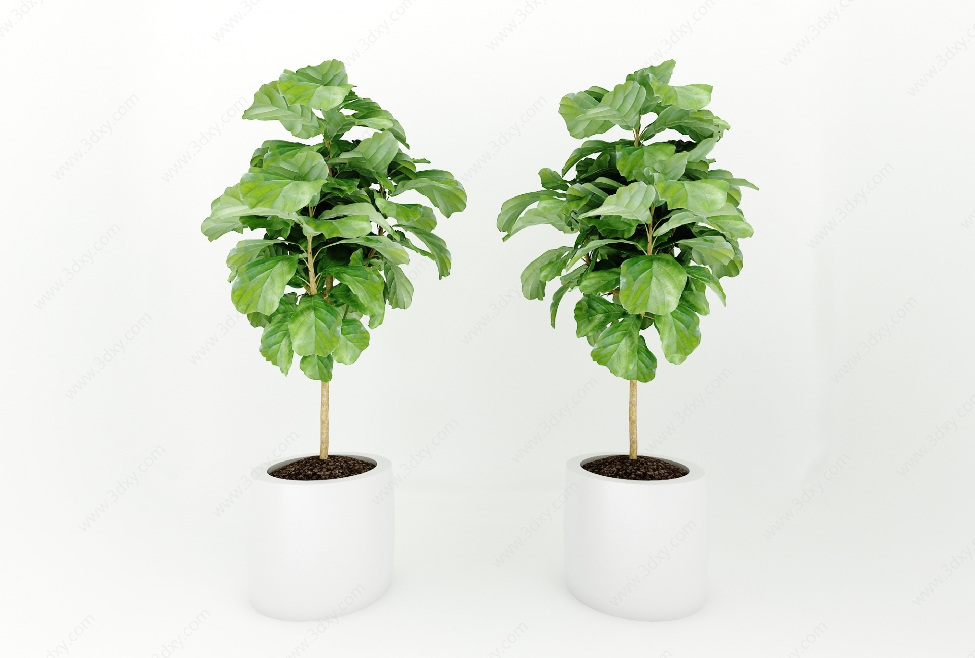 植物绿植3D模型