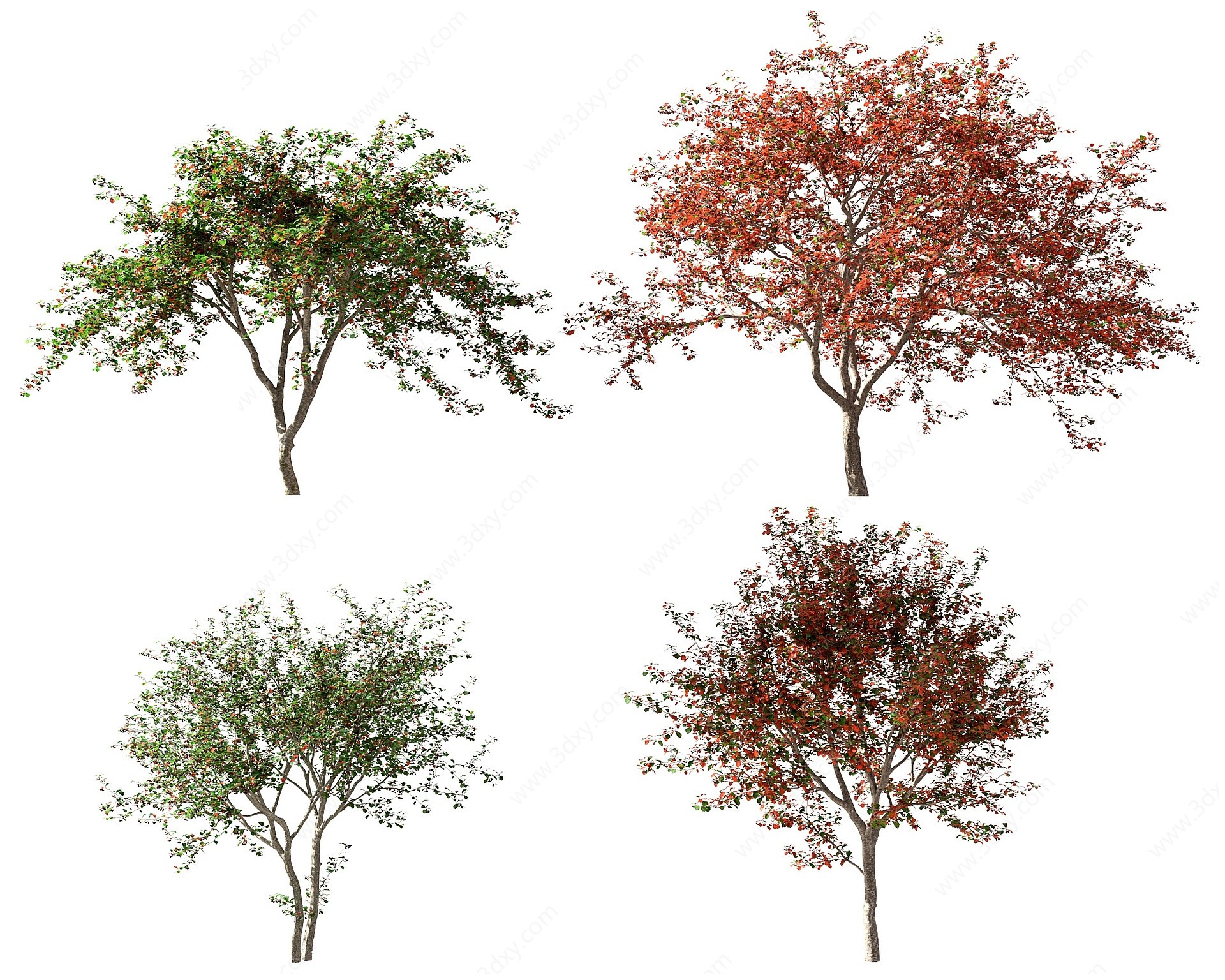 现代植物树木果树山楂树3D模型
