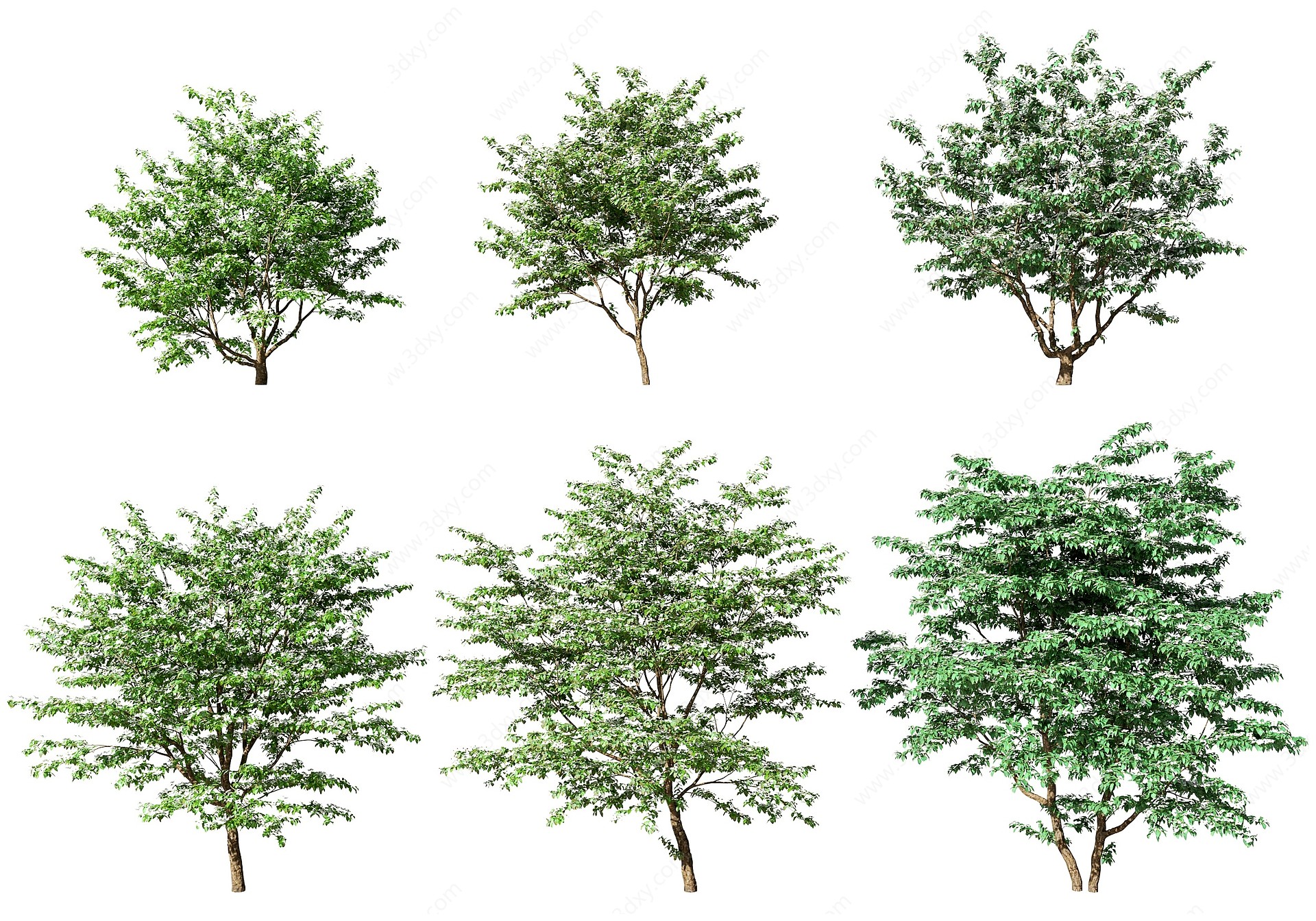 现代植物树木景观树四照花3D模型