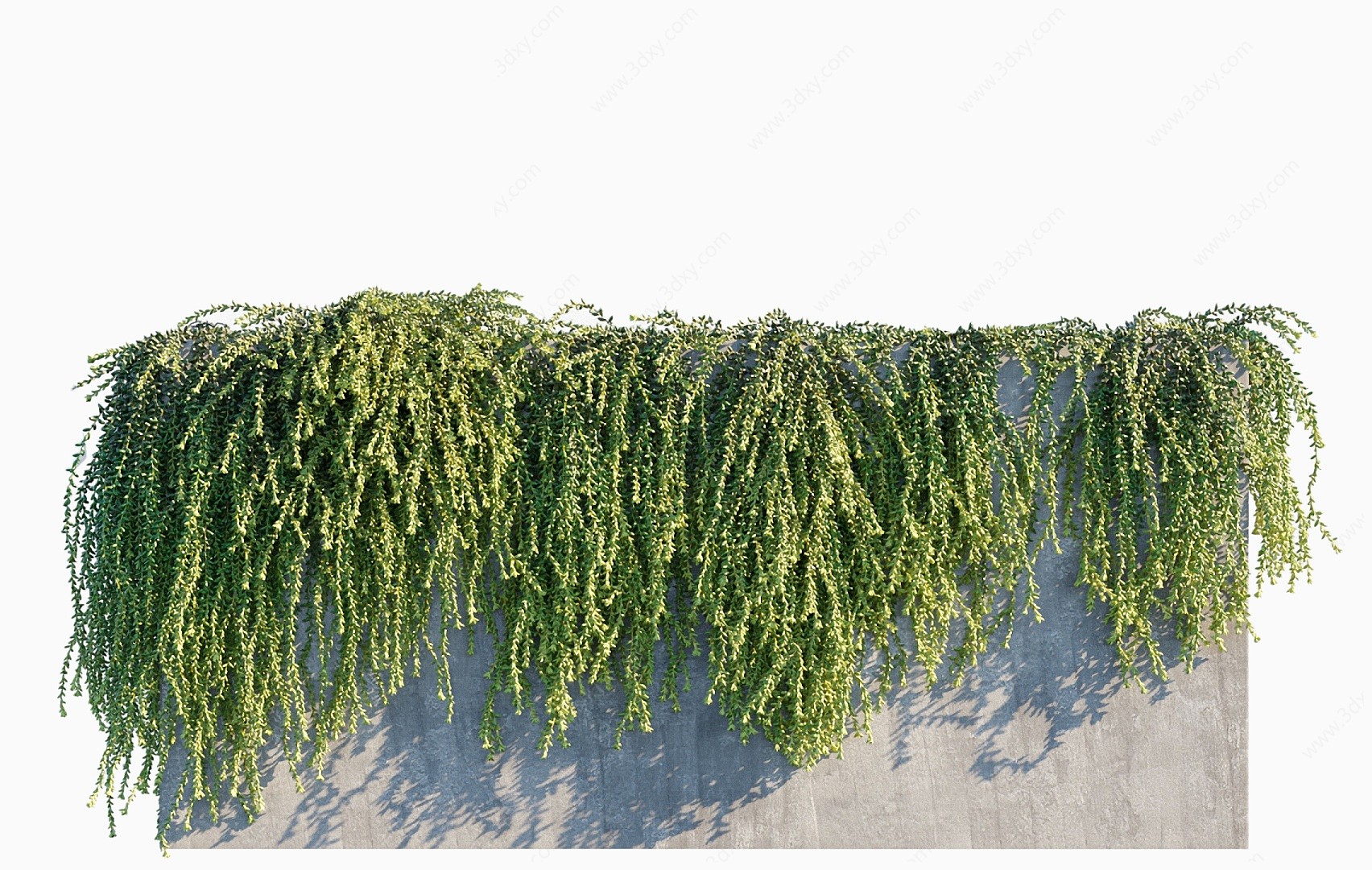 绿植藤蔓白菩提翡翠景天3D模型