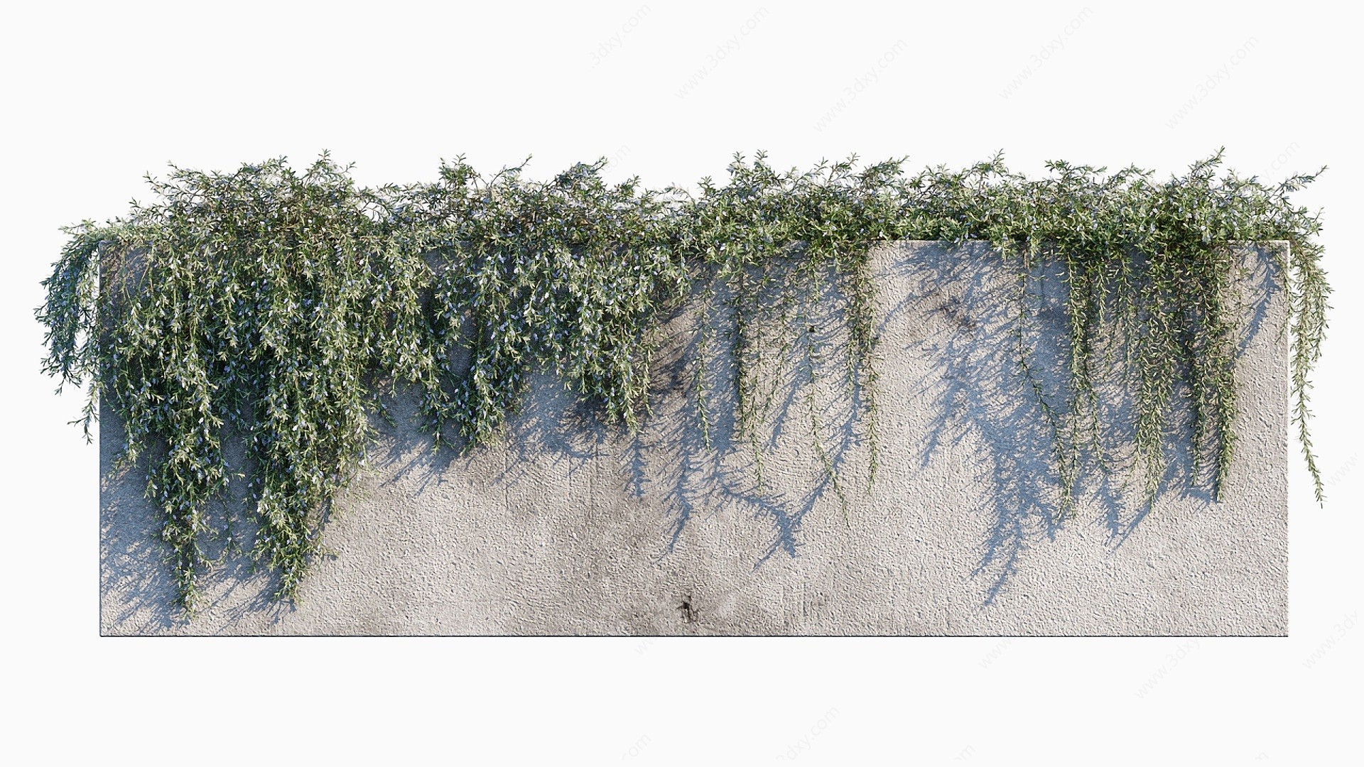 现代绿植藤蔓植物墙迷迭香3D模型