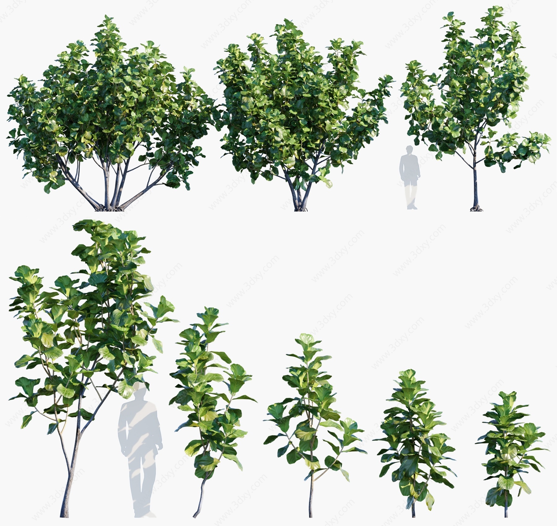 灌木琴叶榕琴叶橡皮树3D模型