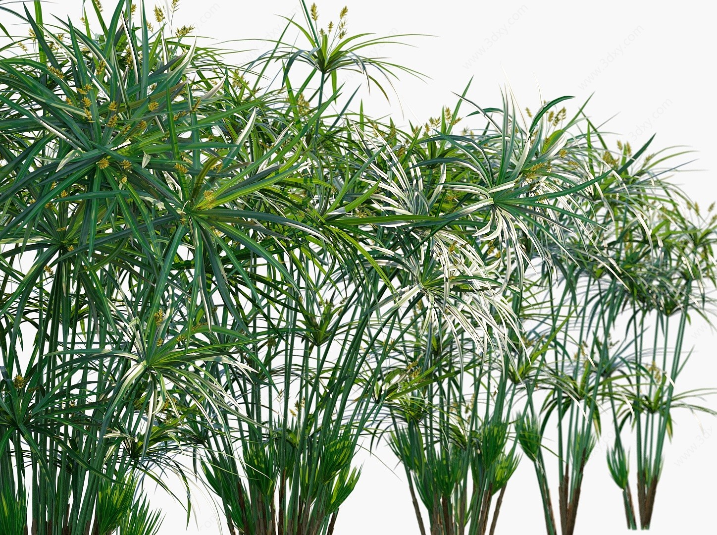 现代植物花草风车草3D模型