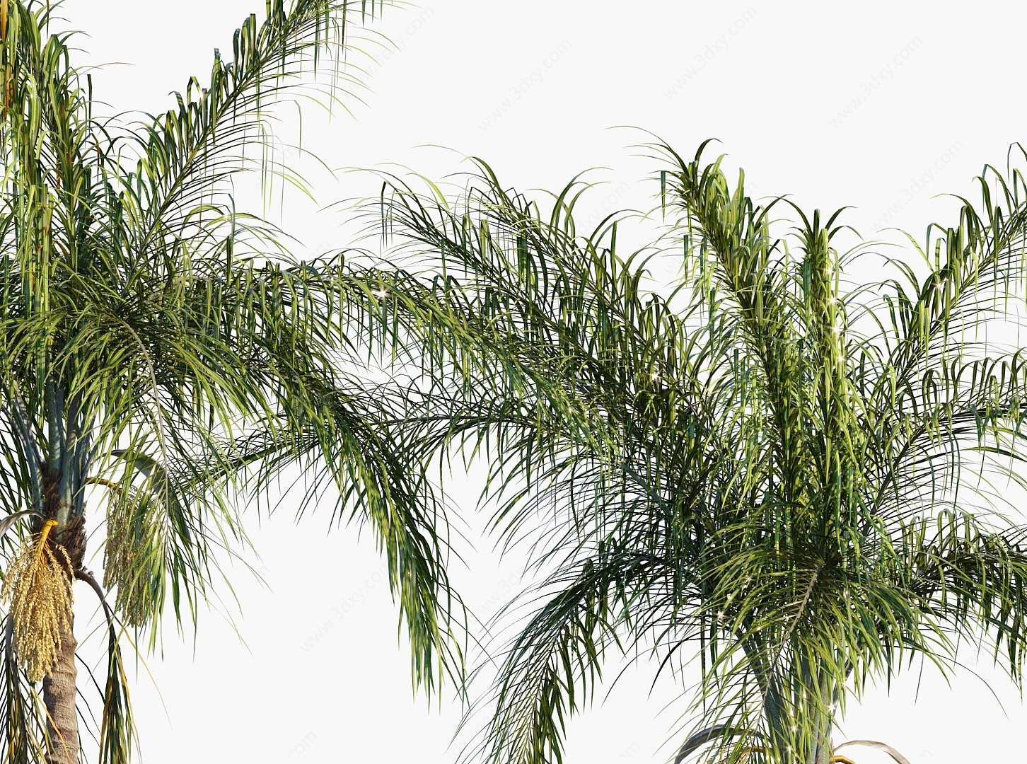 金山葵皇后葵椰树棕榈树3D模型