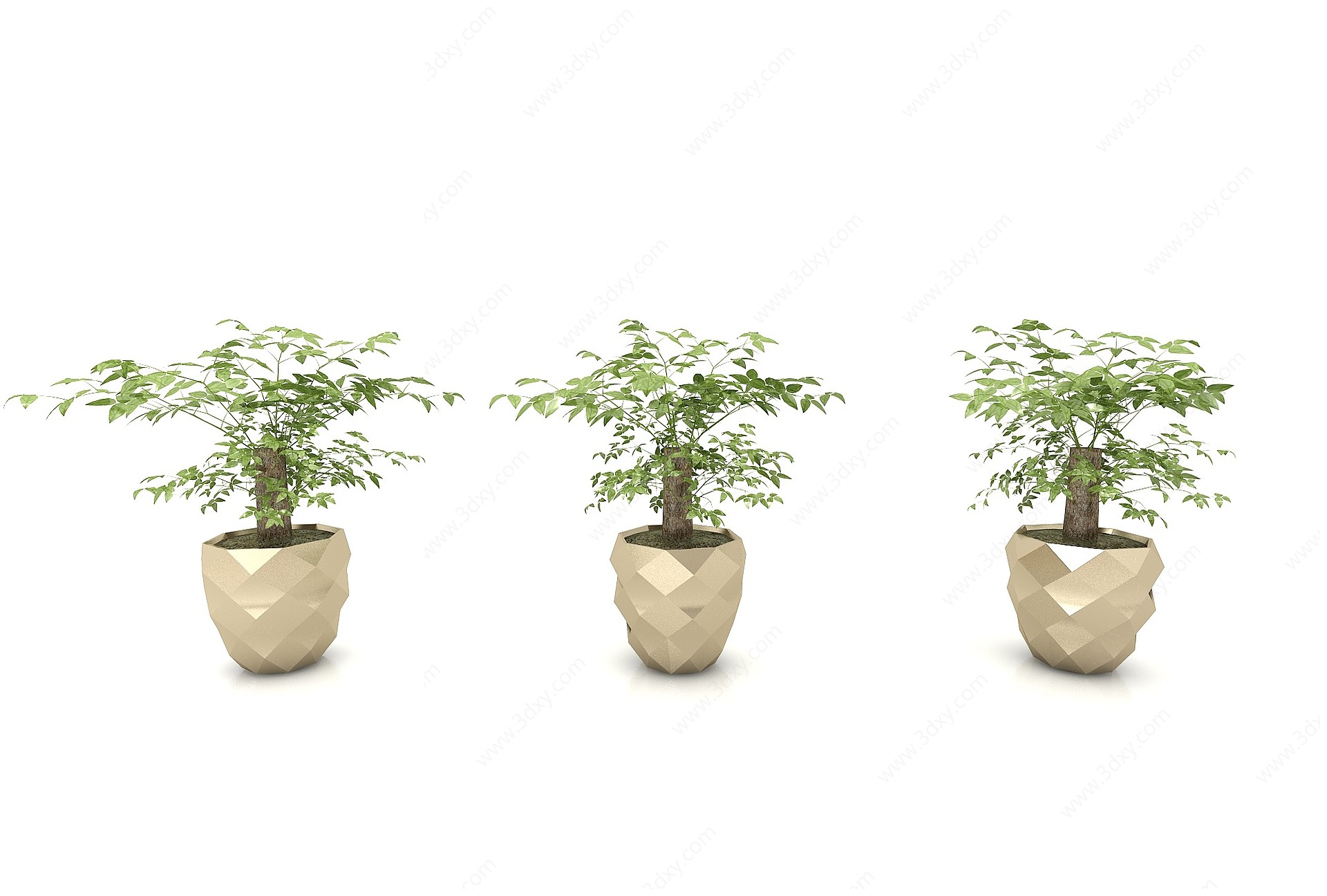 绿植盆栽幸福树3D模型