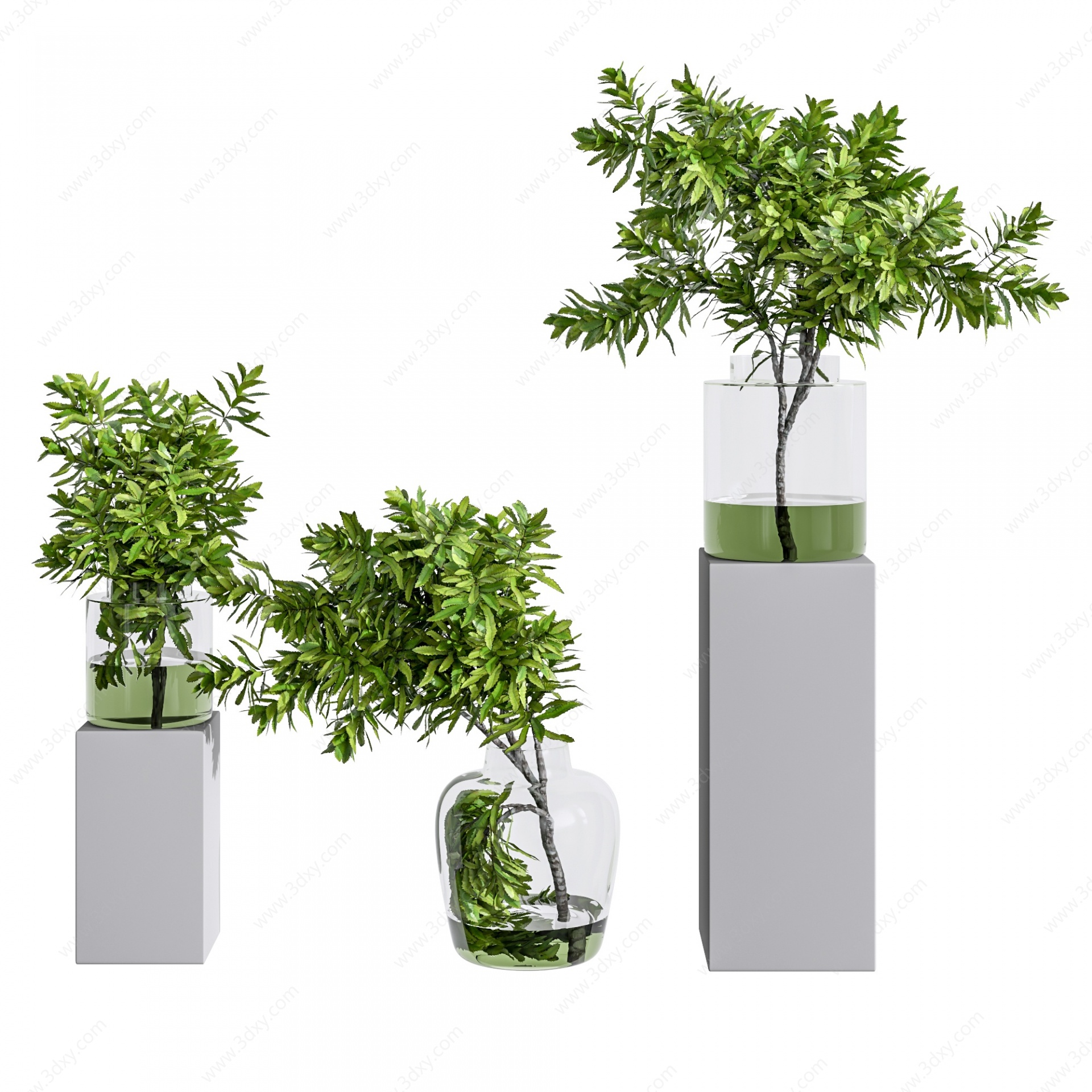 现代玻璃瓶水生植物3D模型
