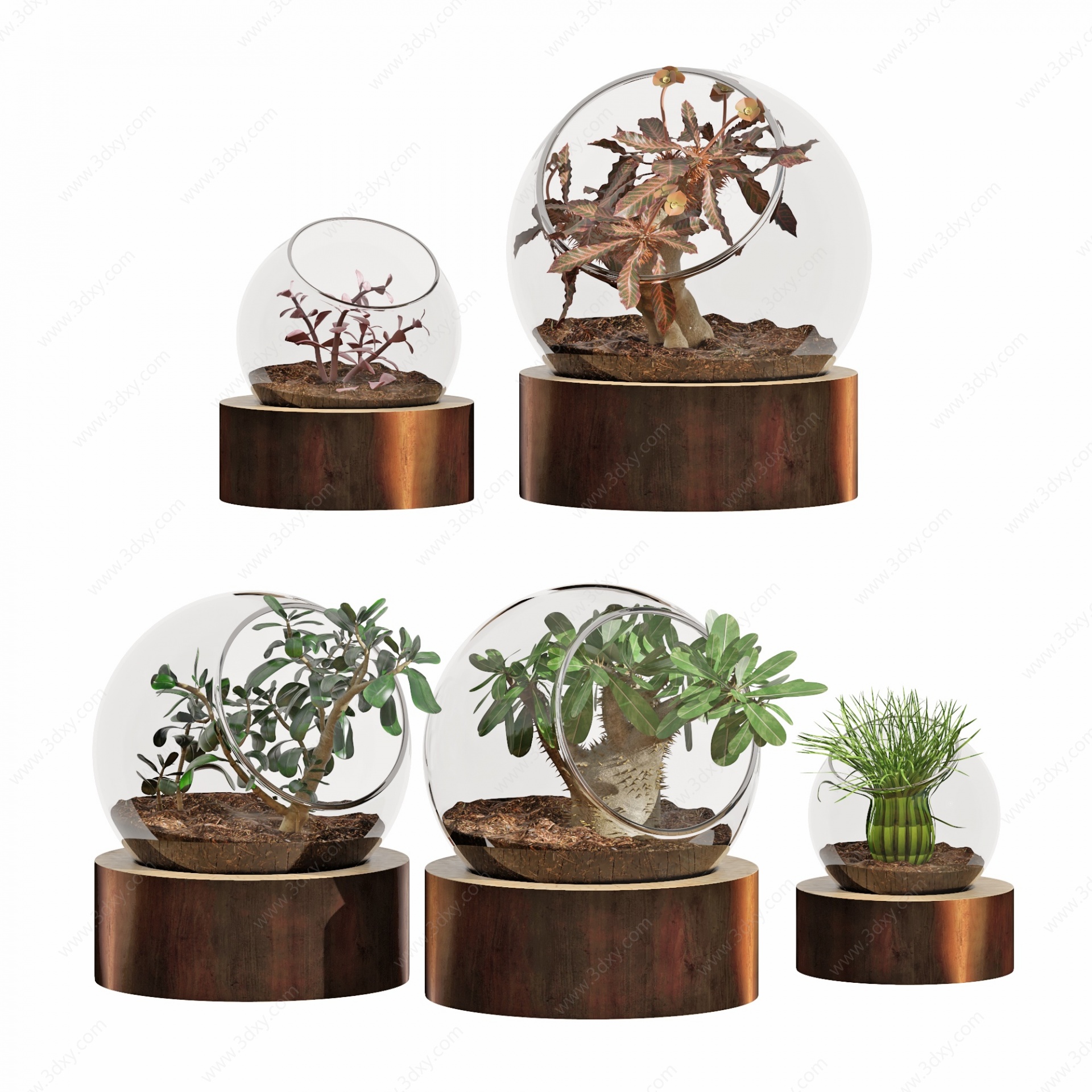 现代玻璃植物花卉盆栽3D模型