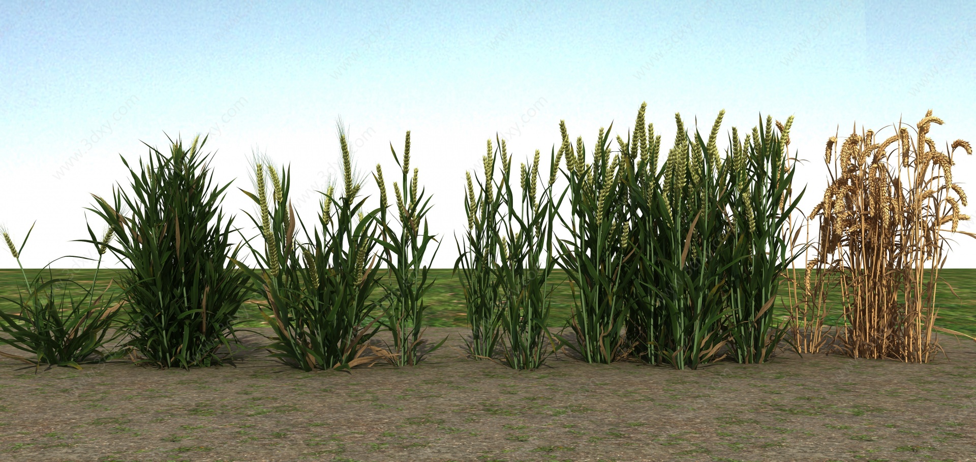 大麦麦子3D模型