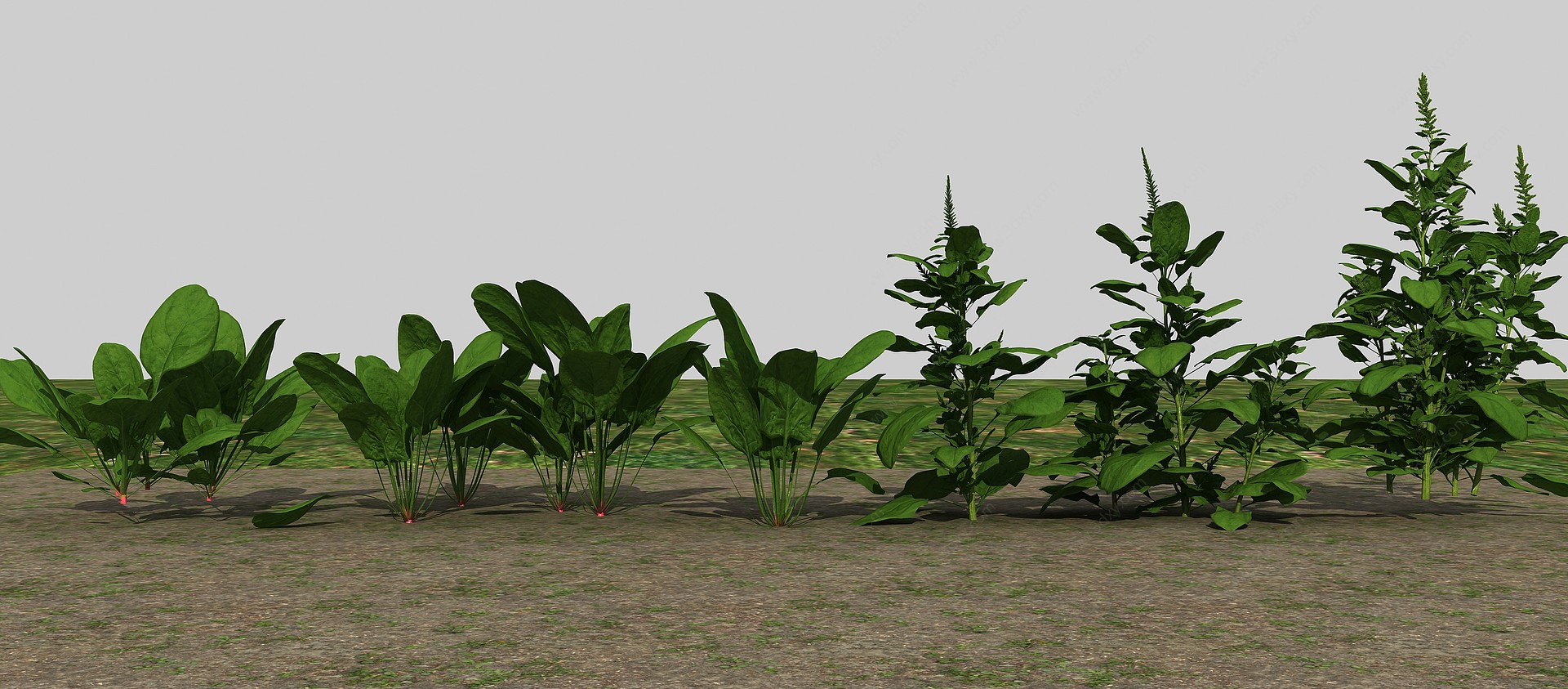 农业作物波菜3D模型
