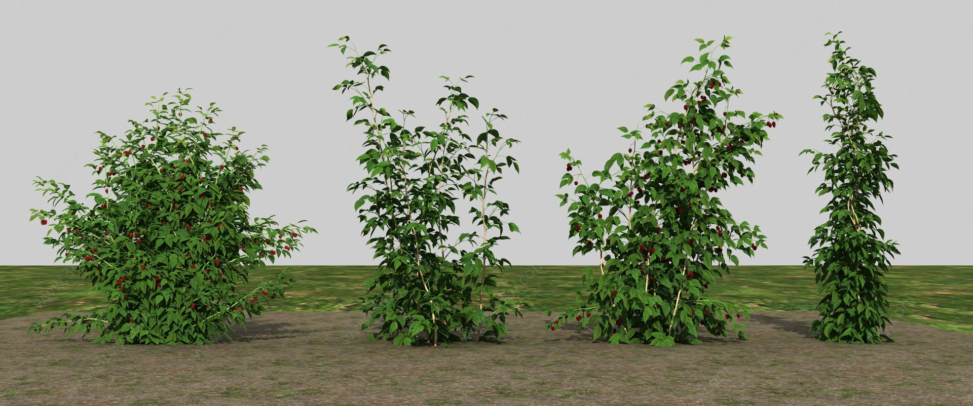 桑树3D模型