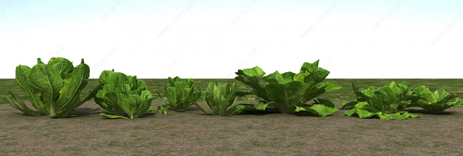 农业作物白菜3D模型
