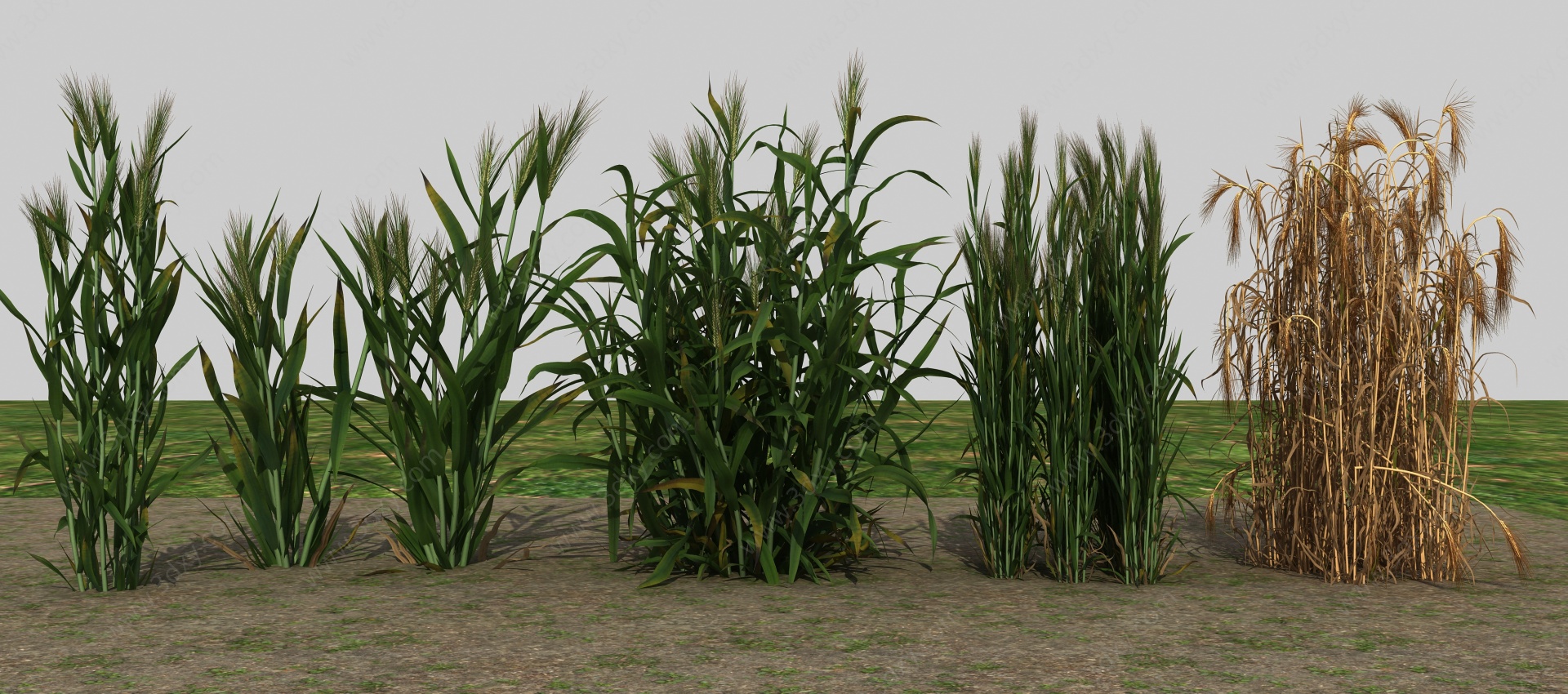 农业作物、小麦、麦子3D模型