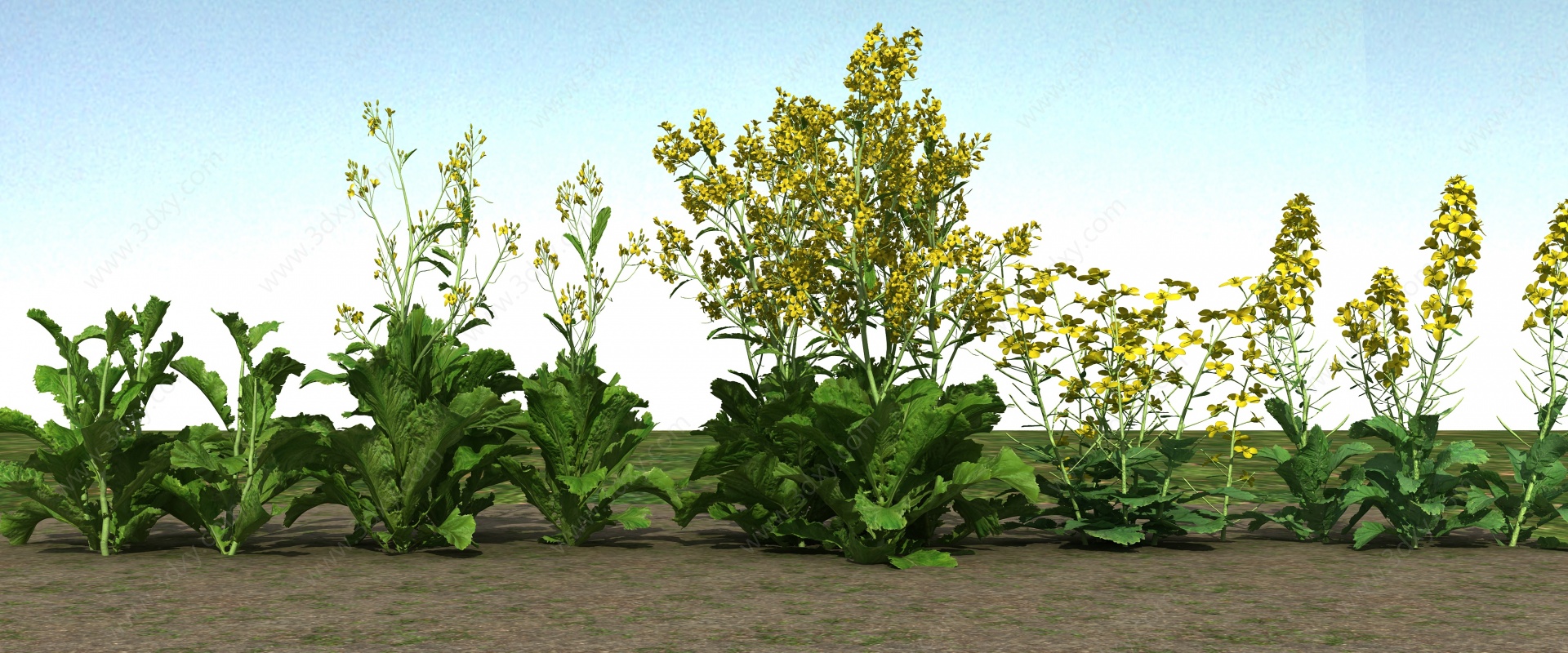 油菜花植物3D模型