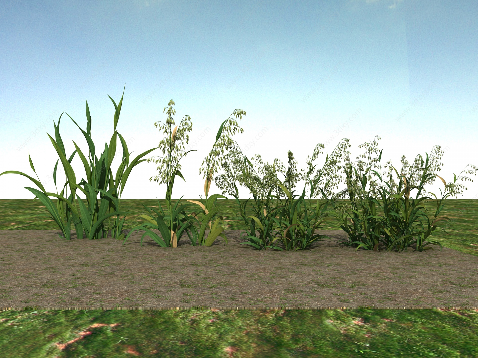 小草植物3D模型