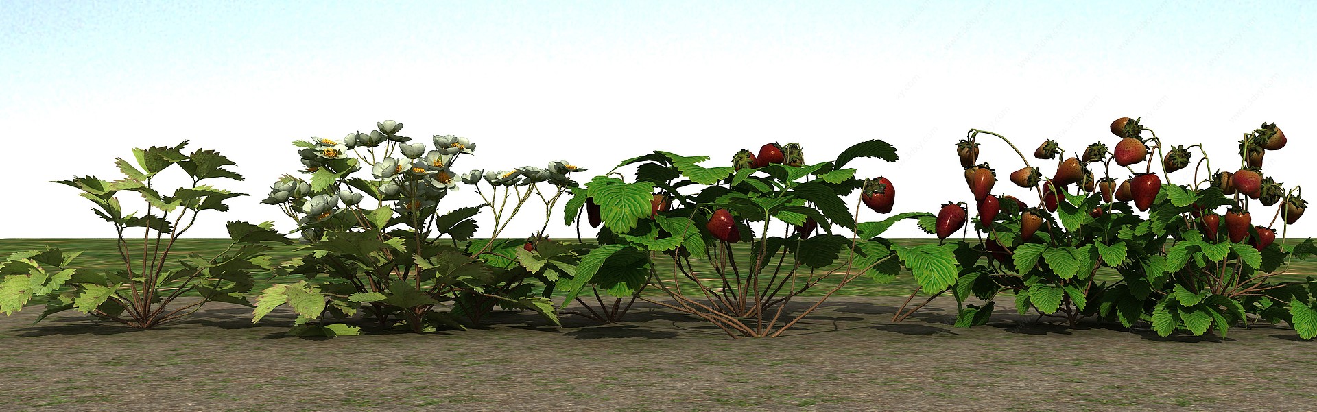 草莓植物3D模型