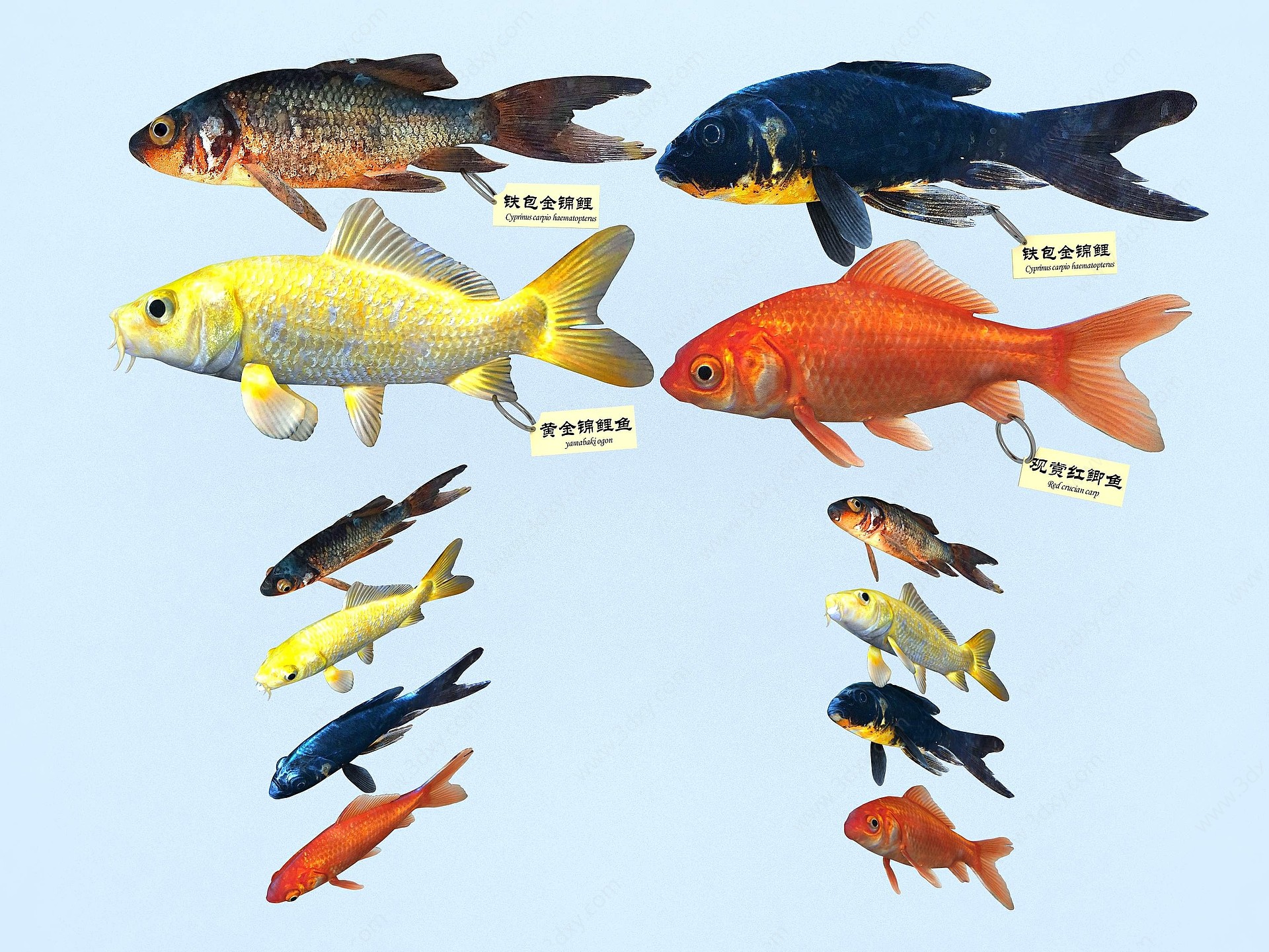 现代草金鱼3D模型