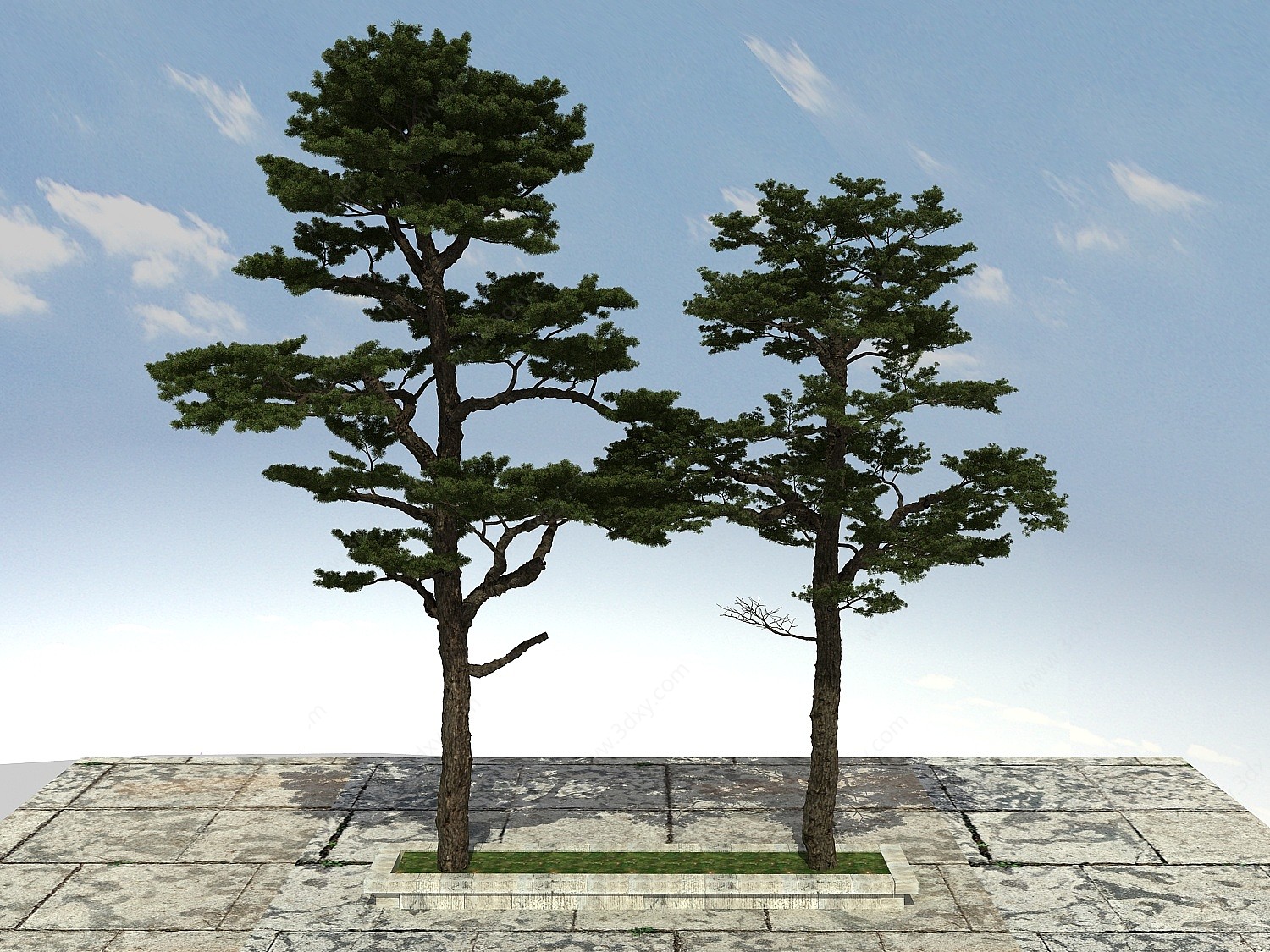黑松松树3D模型