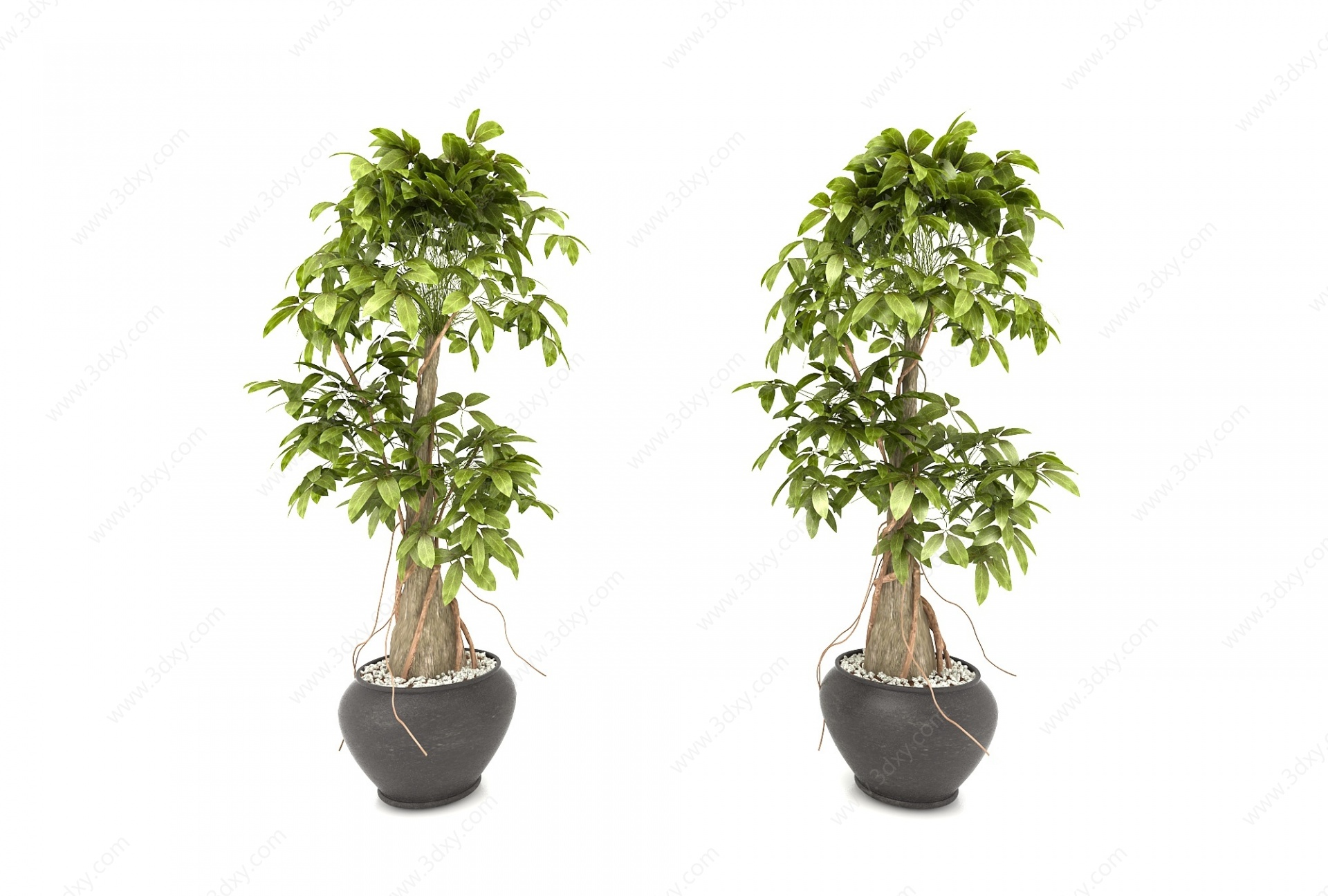 植物绿植盆栽3D模型