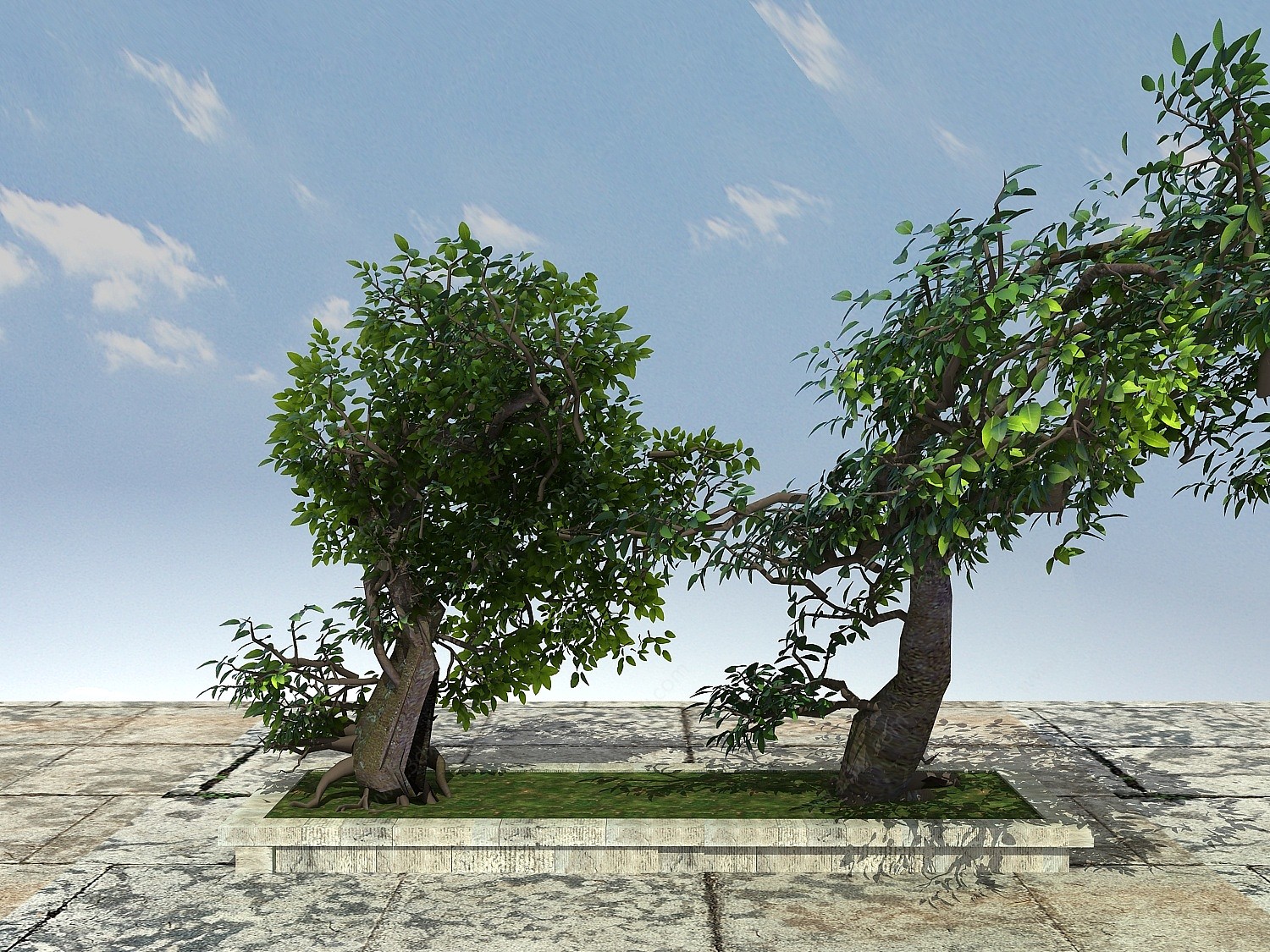 古树3D模型