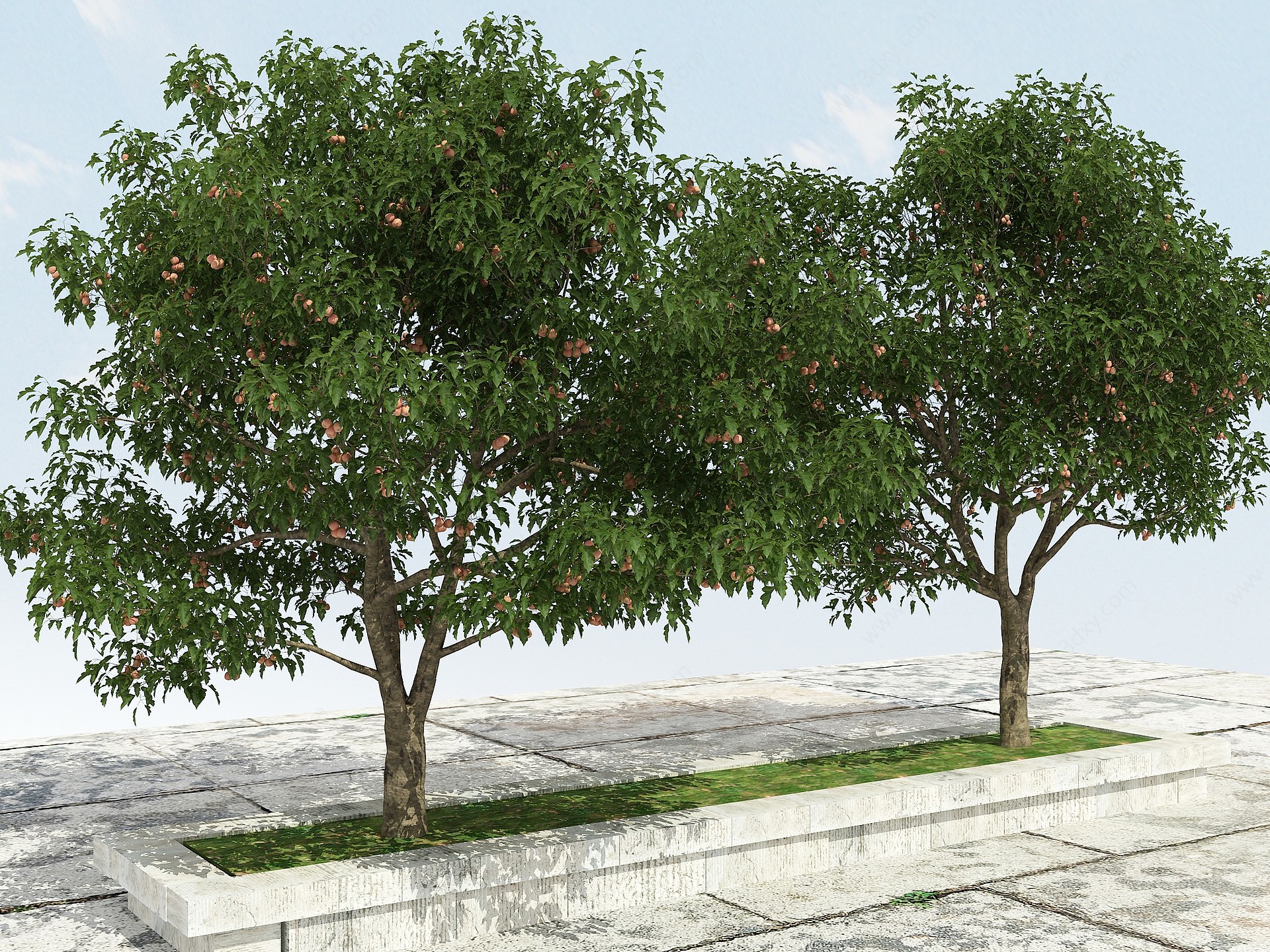 山楂树有果3D模型