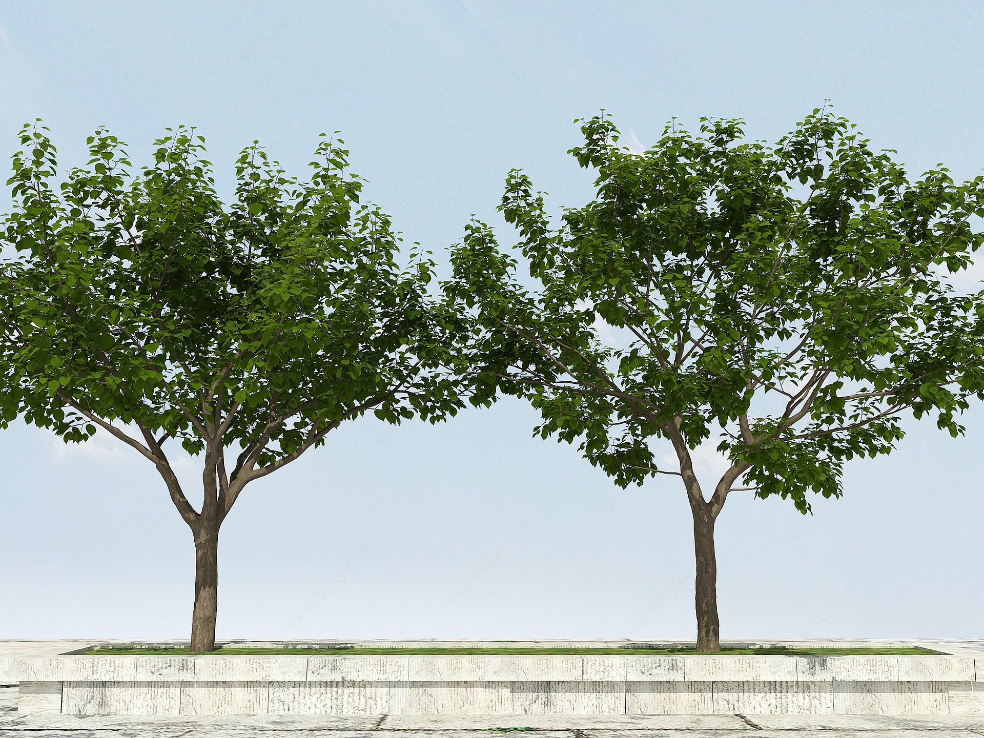 杏子树3D模型
