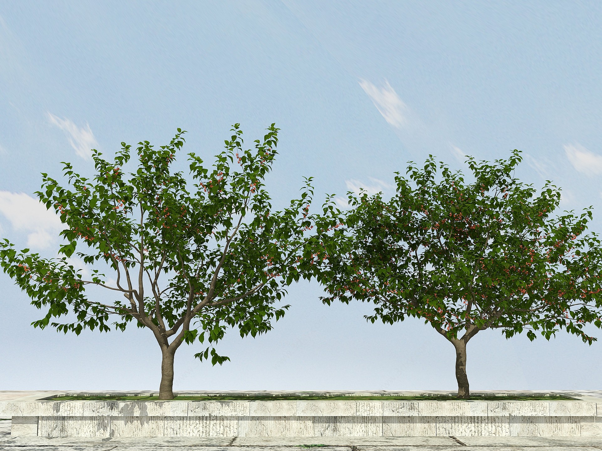 樱桃树有果3D模型