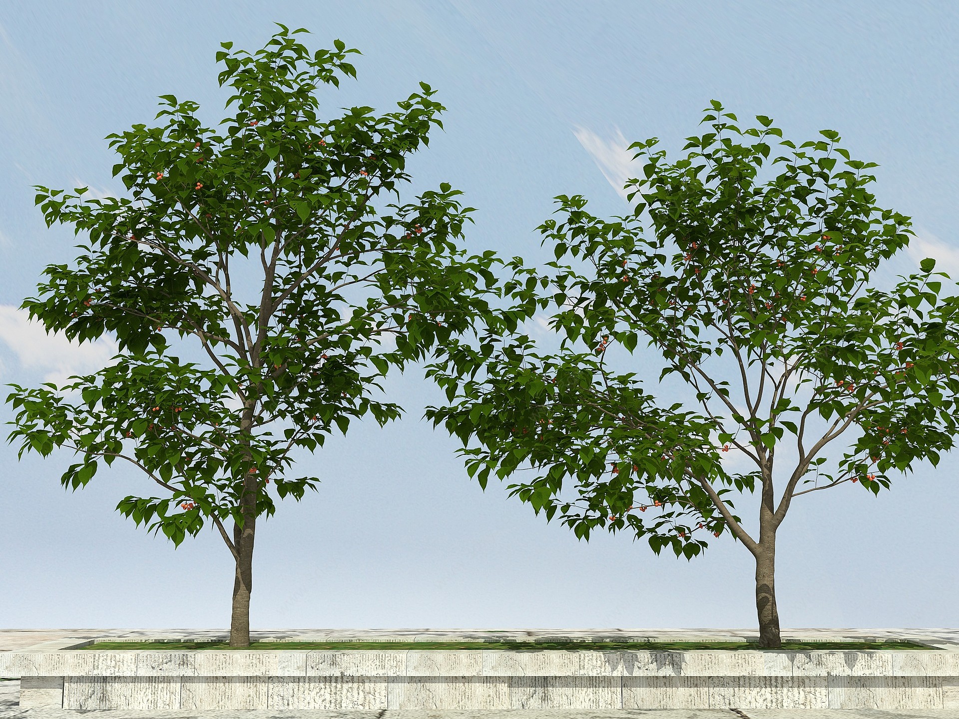 樱桃树有果3D模型