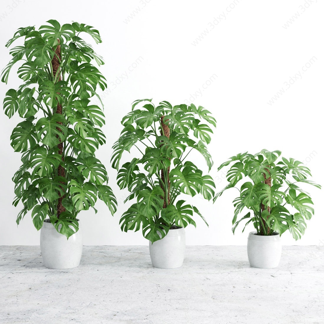 现代植物盆栽3D模型
