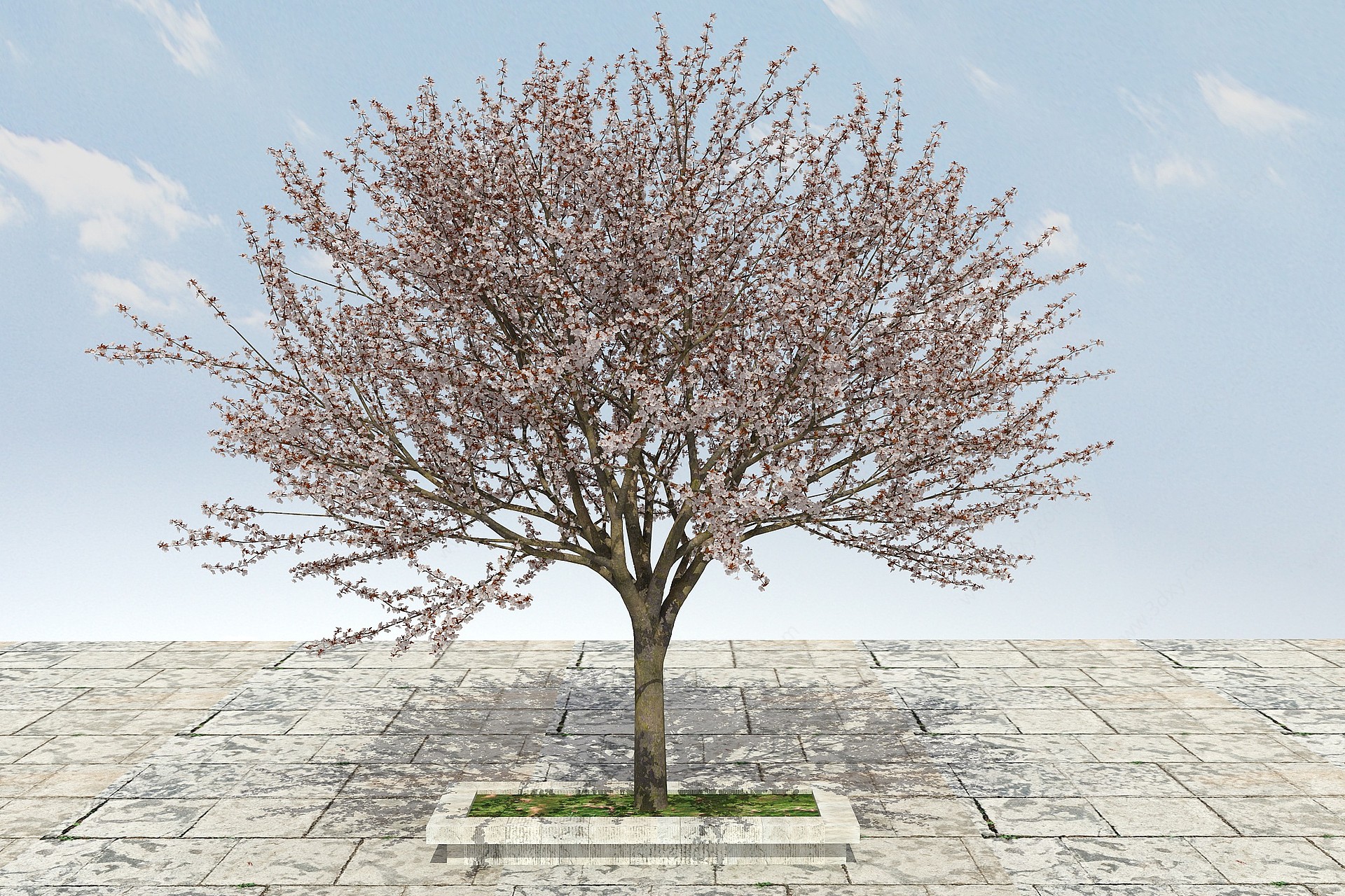 大树开花植物3D模型