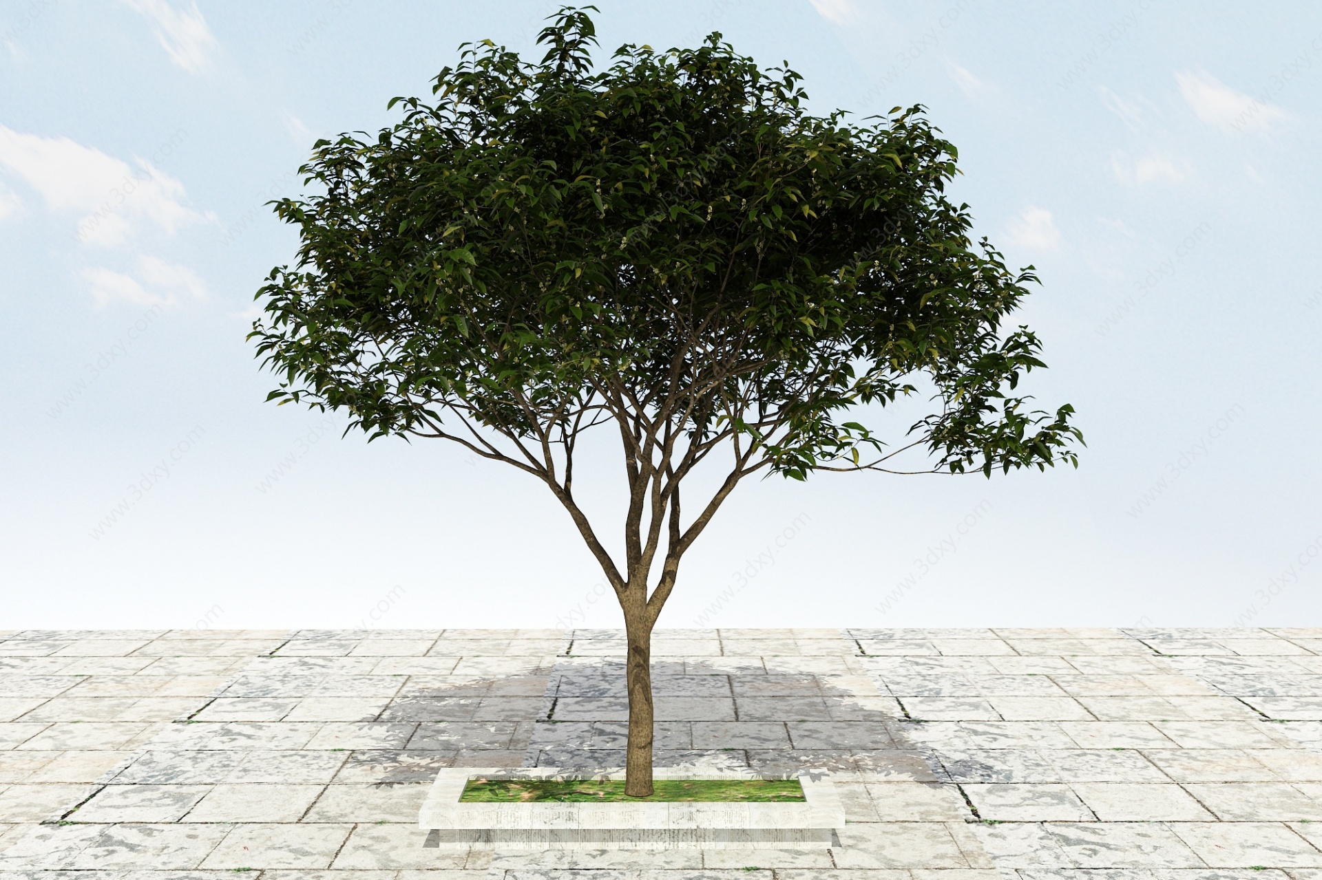 大树开花植物3D模型