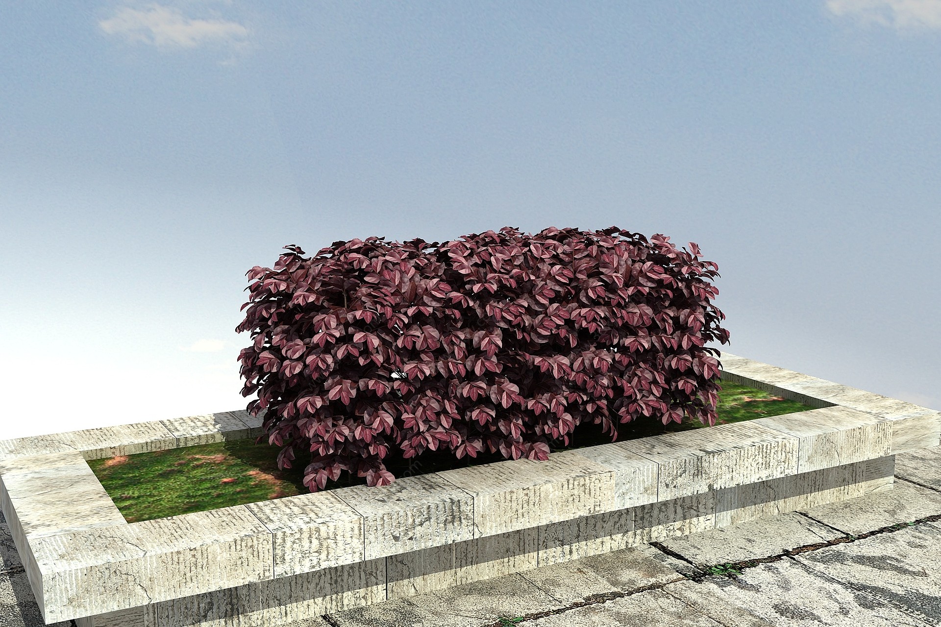 红花继木绿篱3D模型