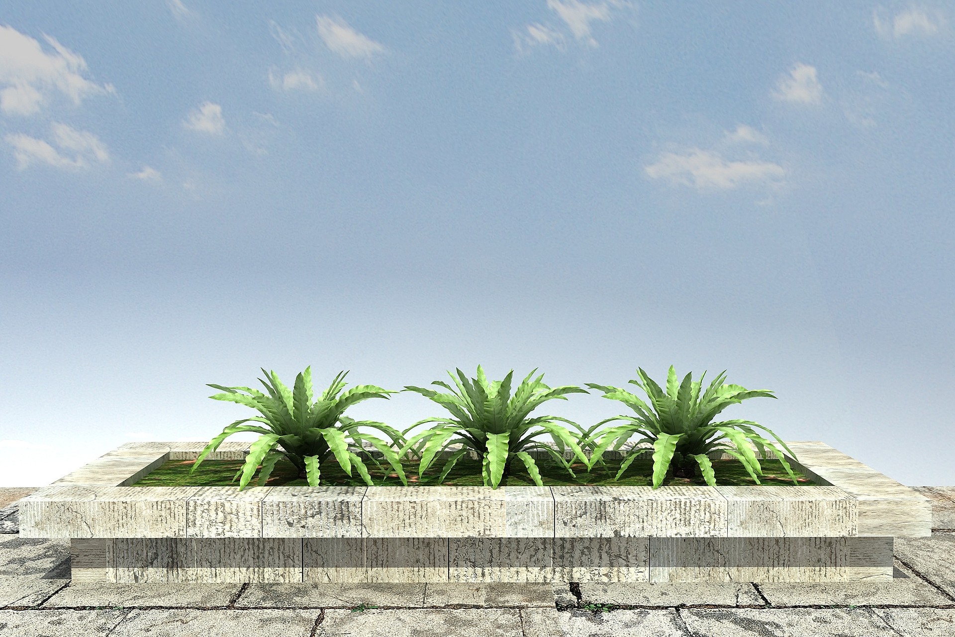 鸟巢蕨景观植物3D模型