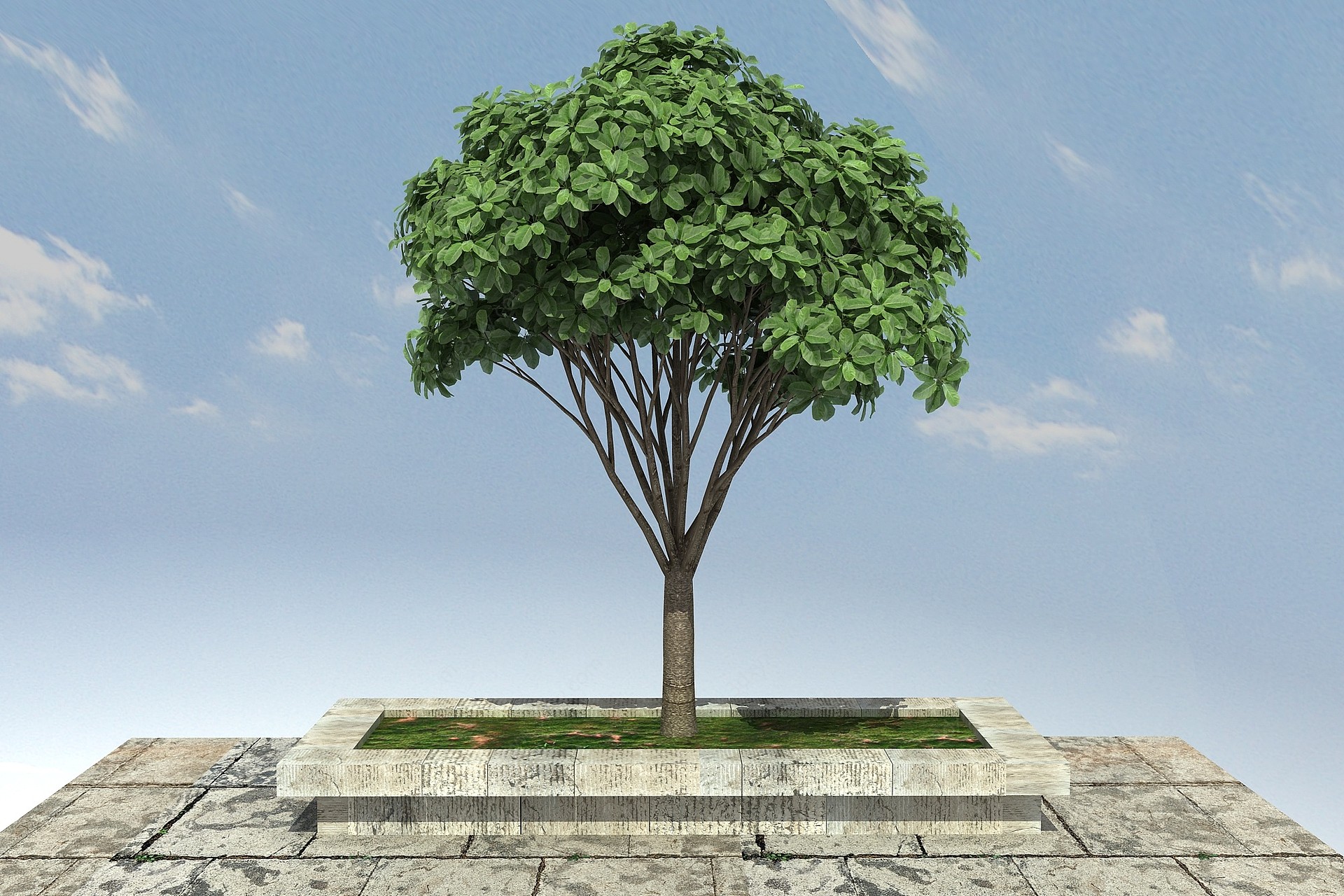 虎克榕景观植物3D模型