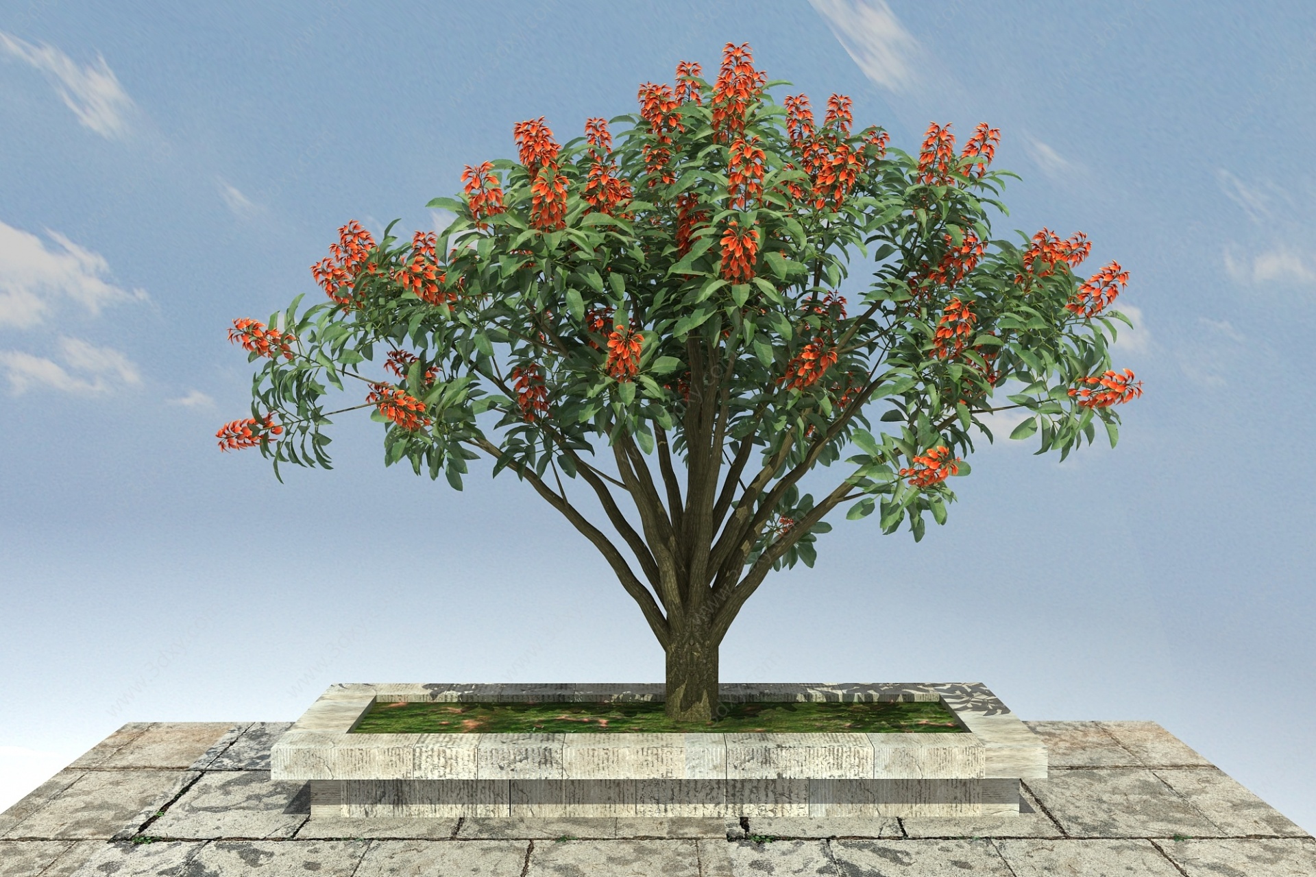 鸡冠刺桐景观植物3D模型