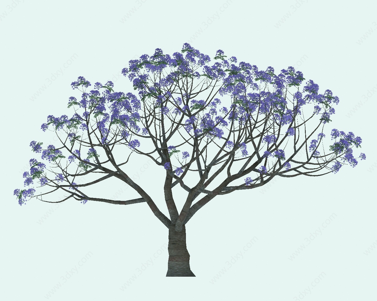 蓝花楹景观植物3D模型