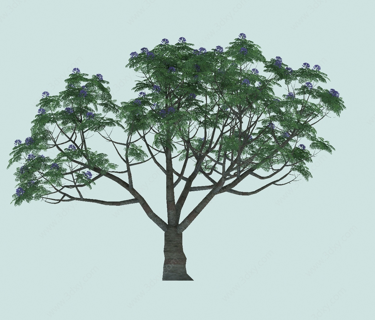 蓝花楹景观植物3D模型