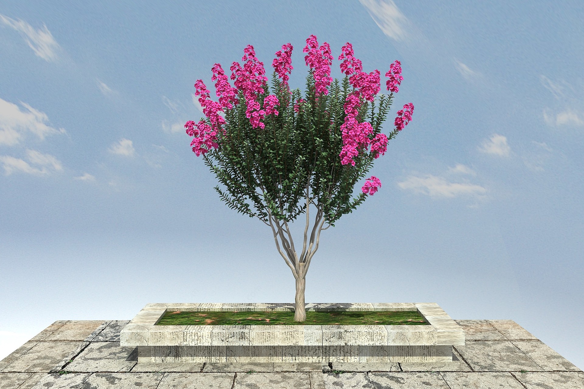 紫薇景观植物3D模型