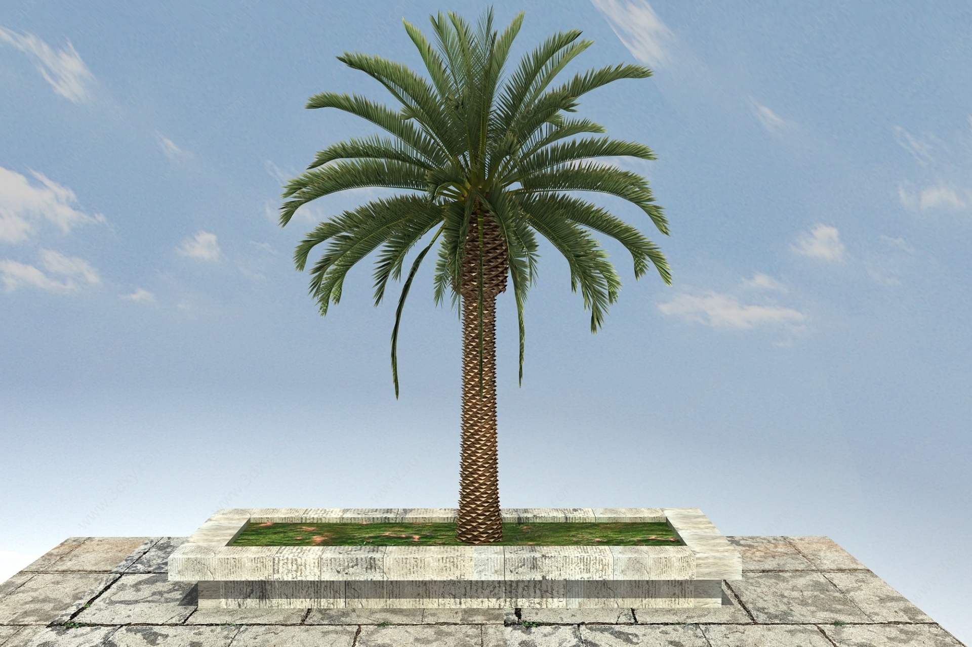 加纳利海枣景观植物3D模型