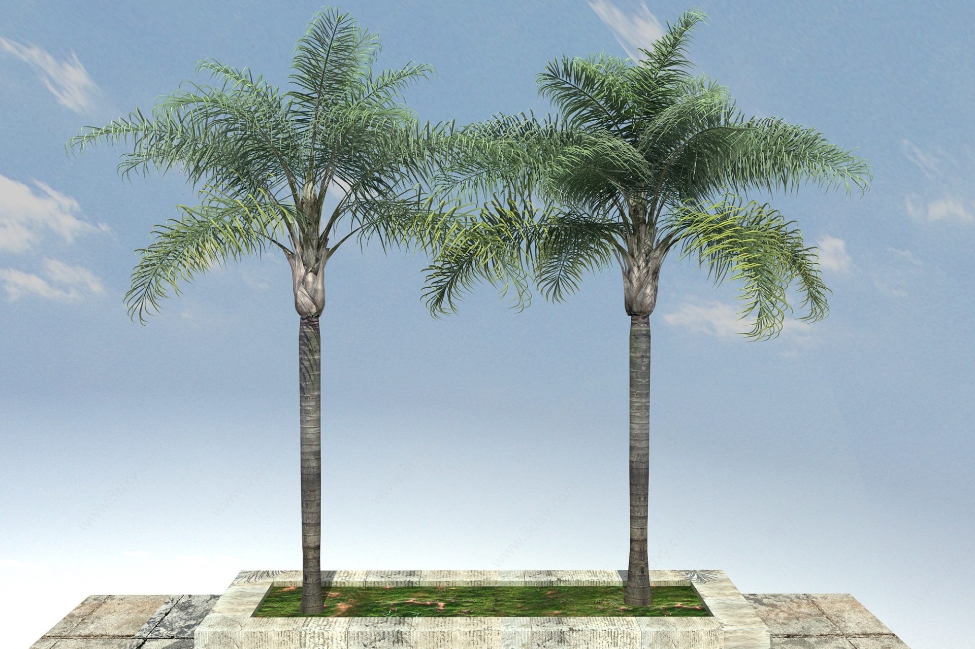 金山葵景观植物3D模型