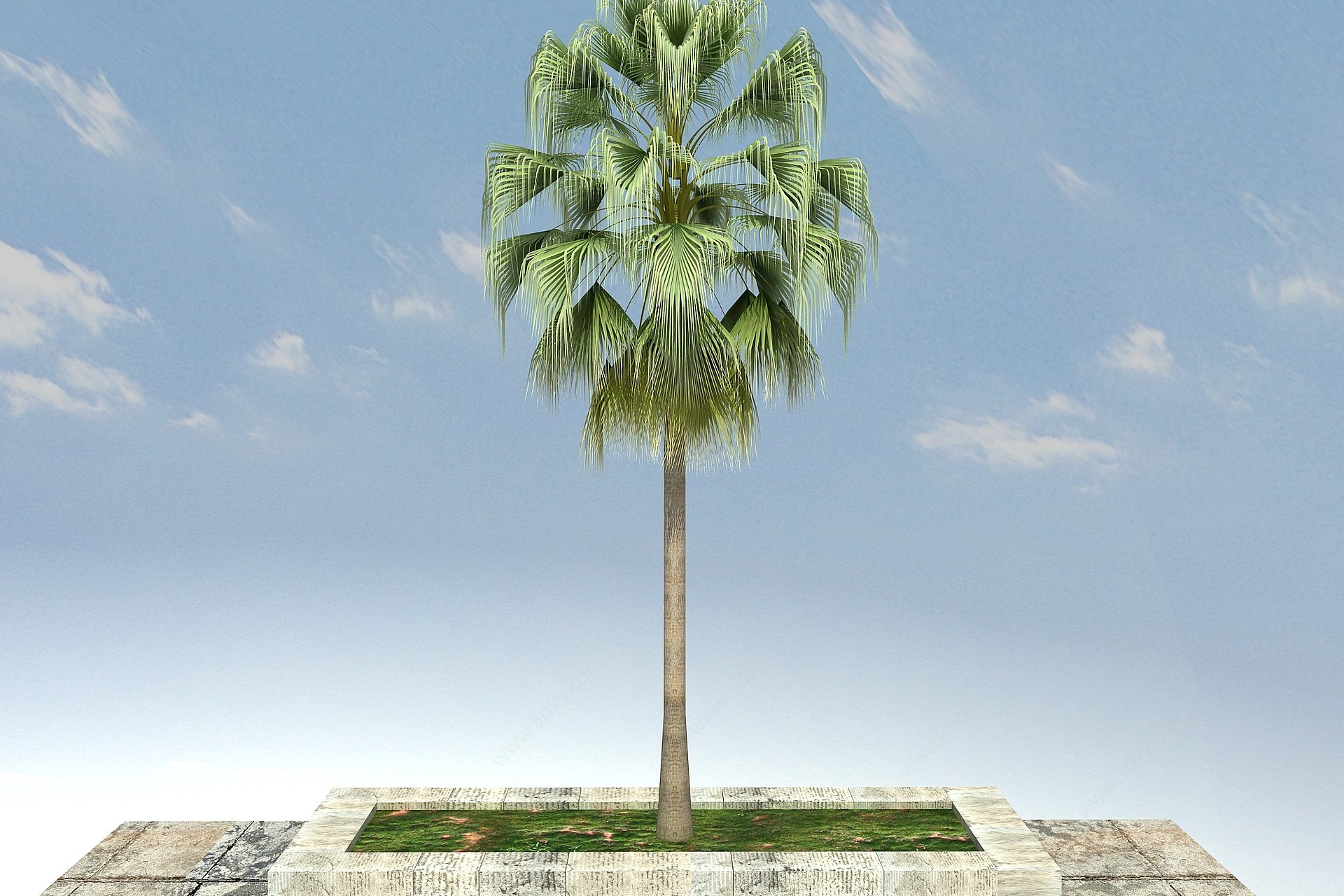 蒲葵景观植物3D模型