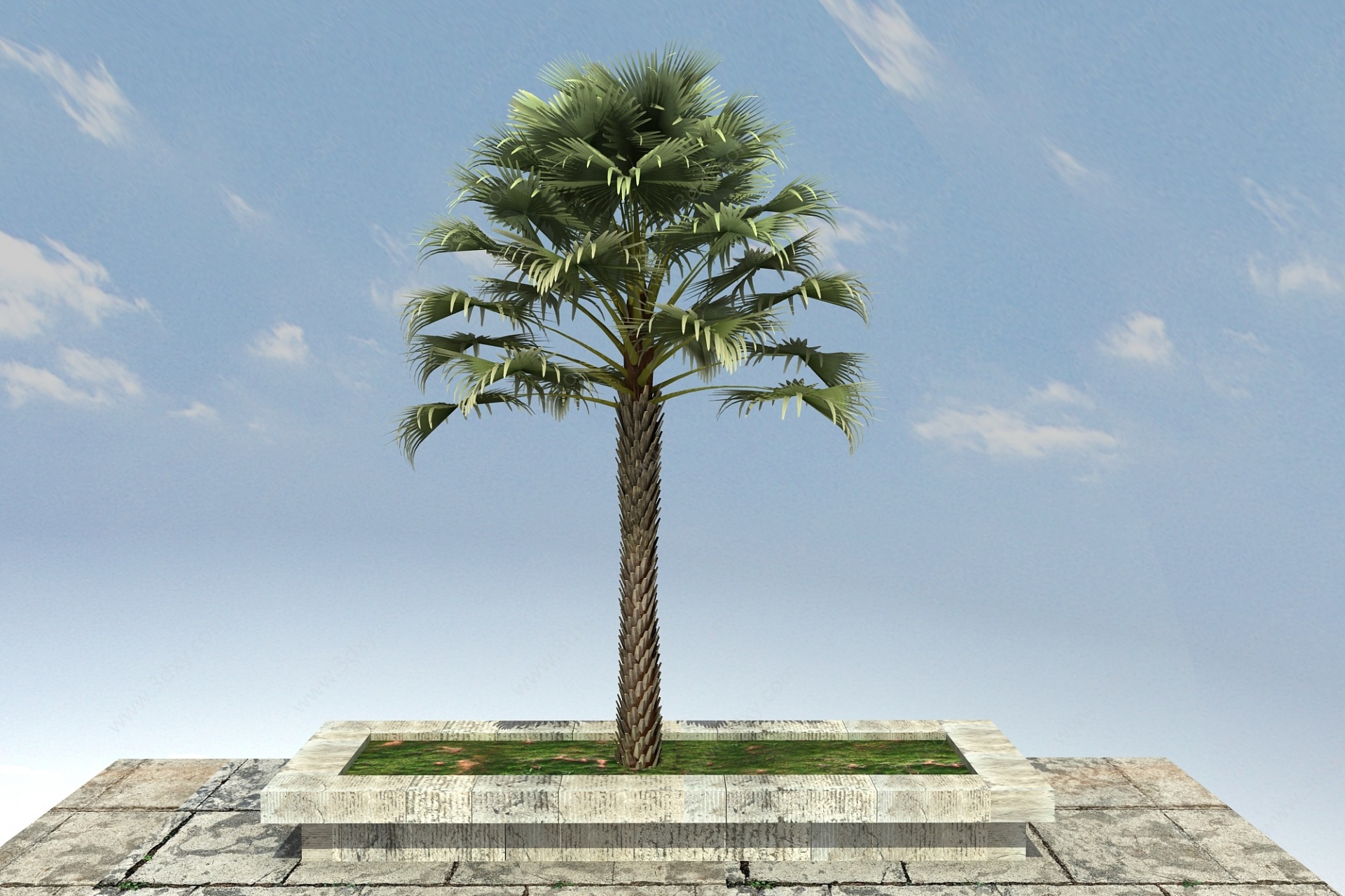 蒲葵景观植物3D模型
