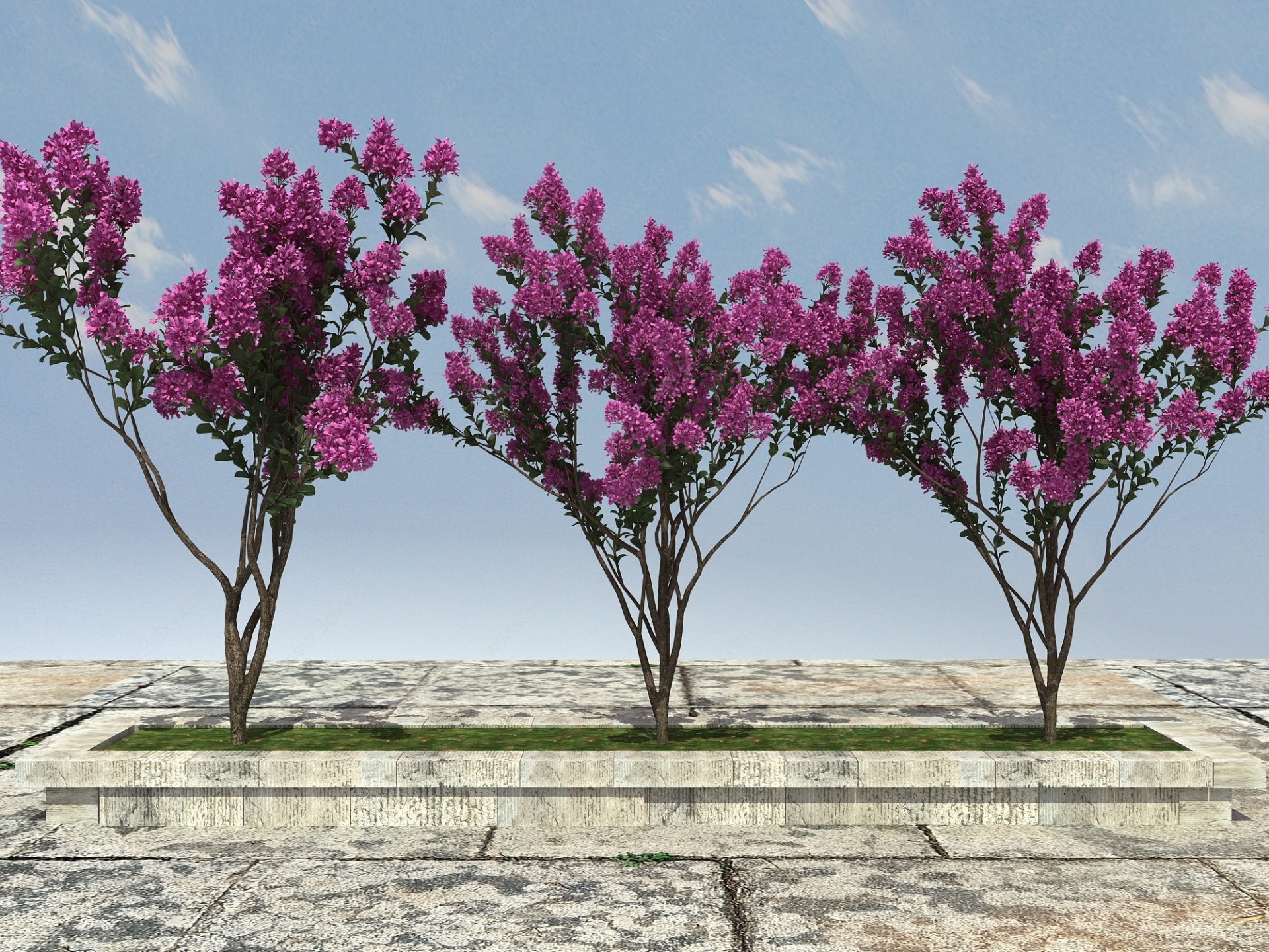 紫微树景观植物3D模型