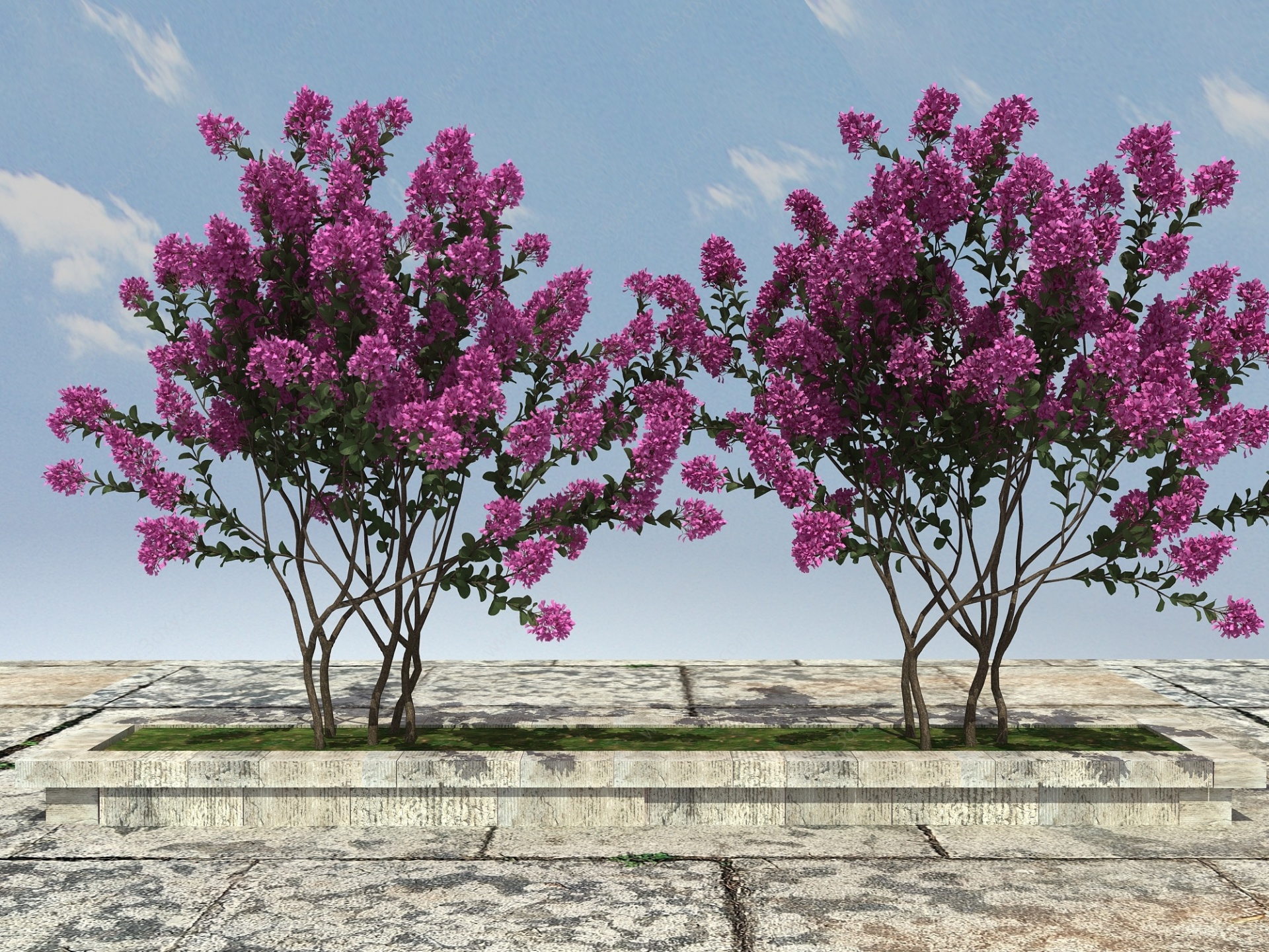 紫微树景观植物3D模型