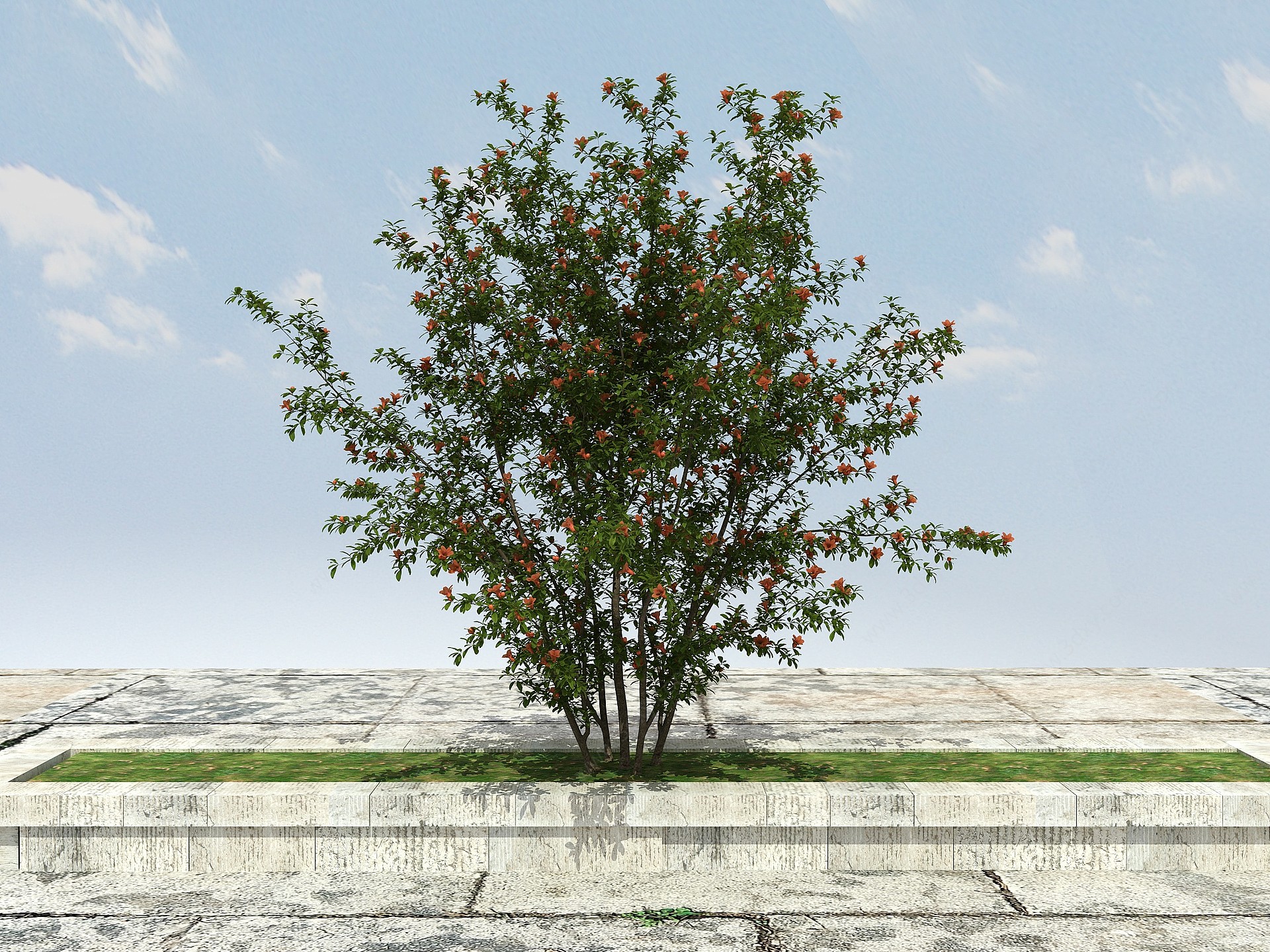 石榴树开花3D模型