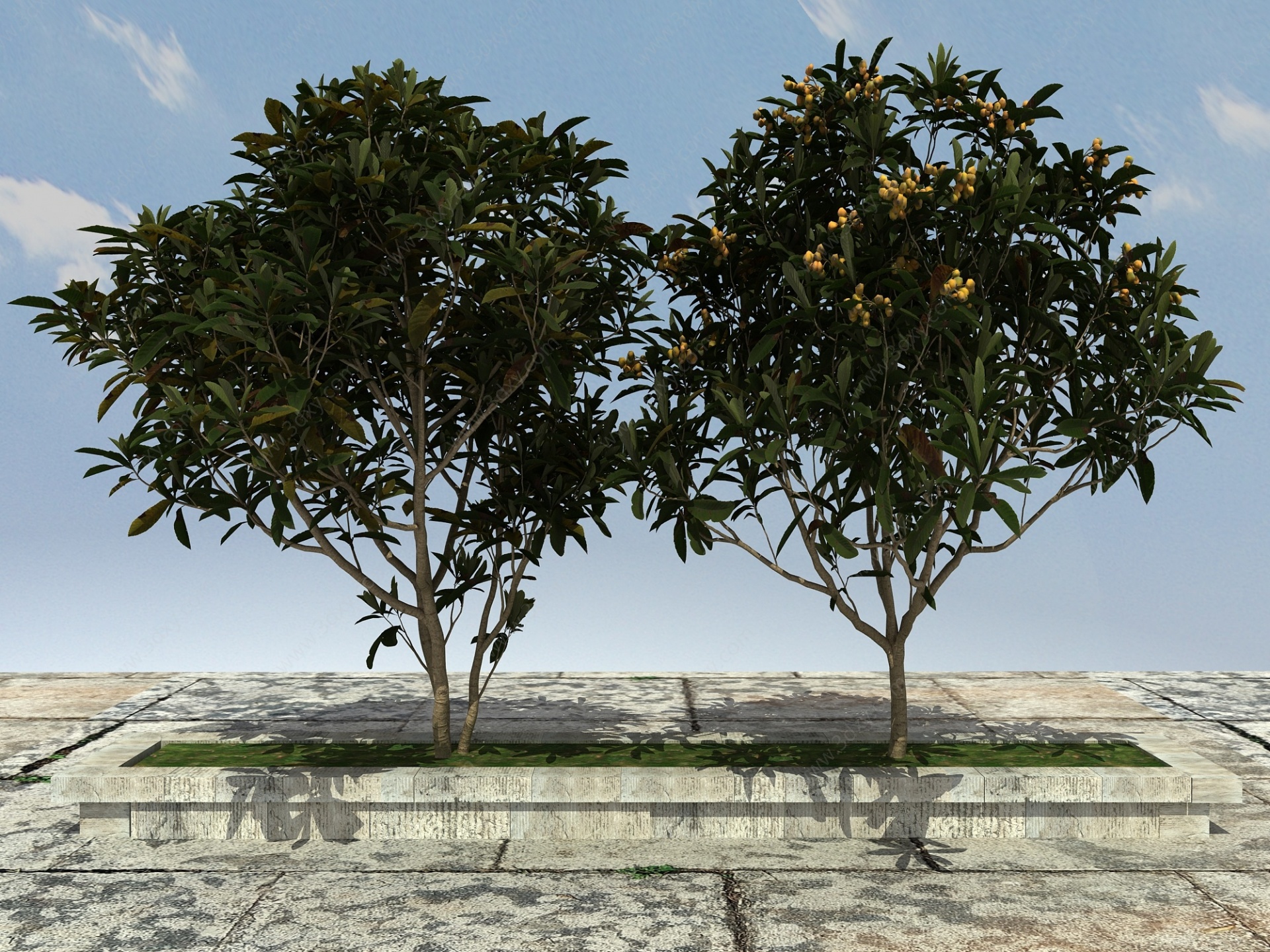 枇杷树有果3D模型