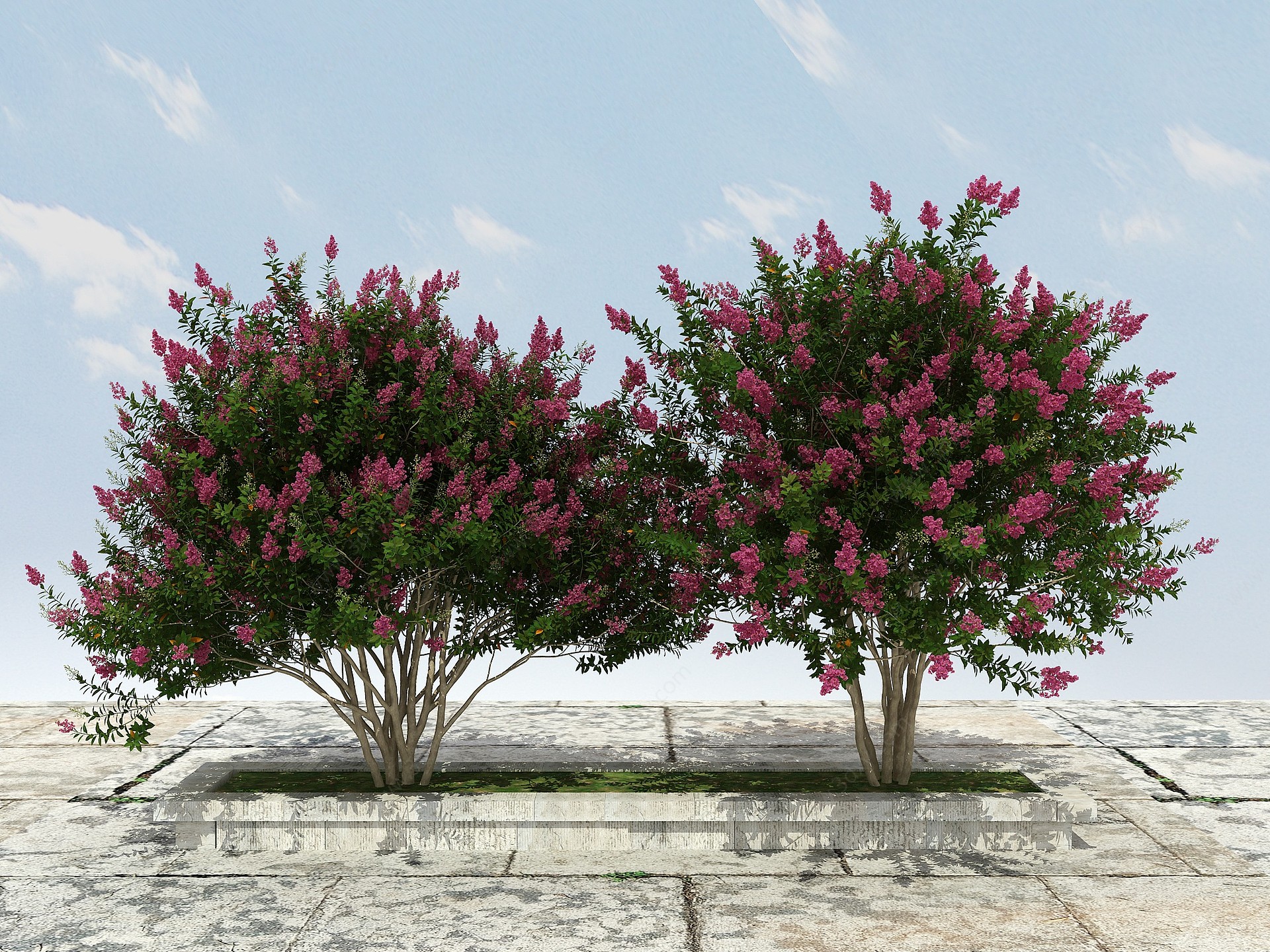 紫微景观植物开花3D模型