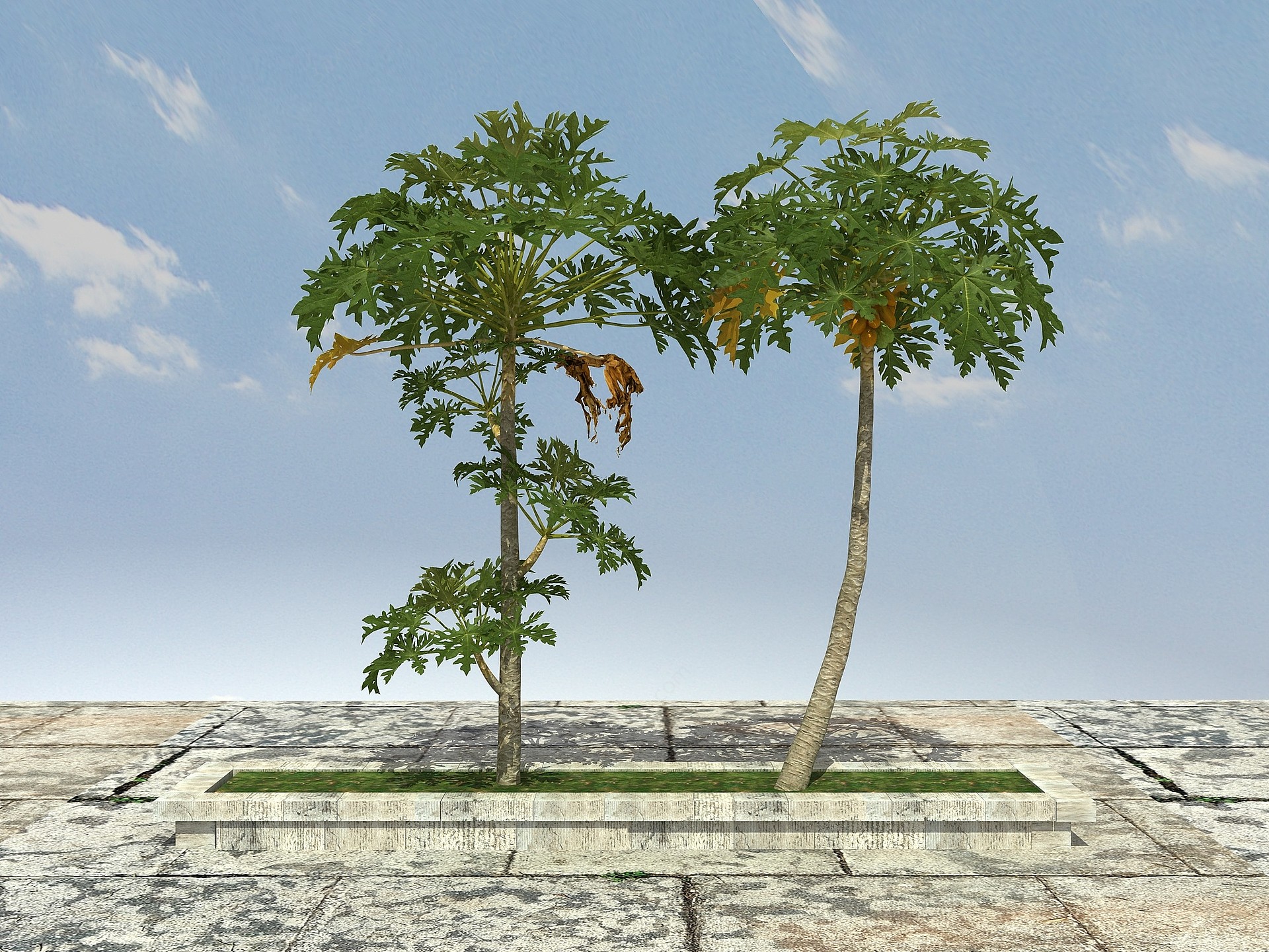 木瓜树（可食用）3D模型