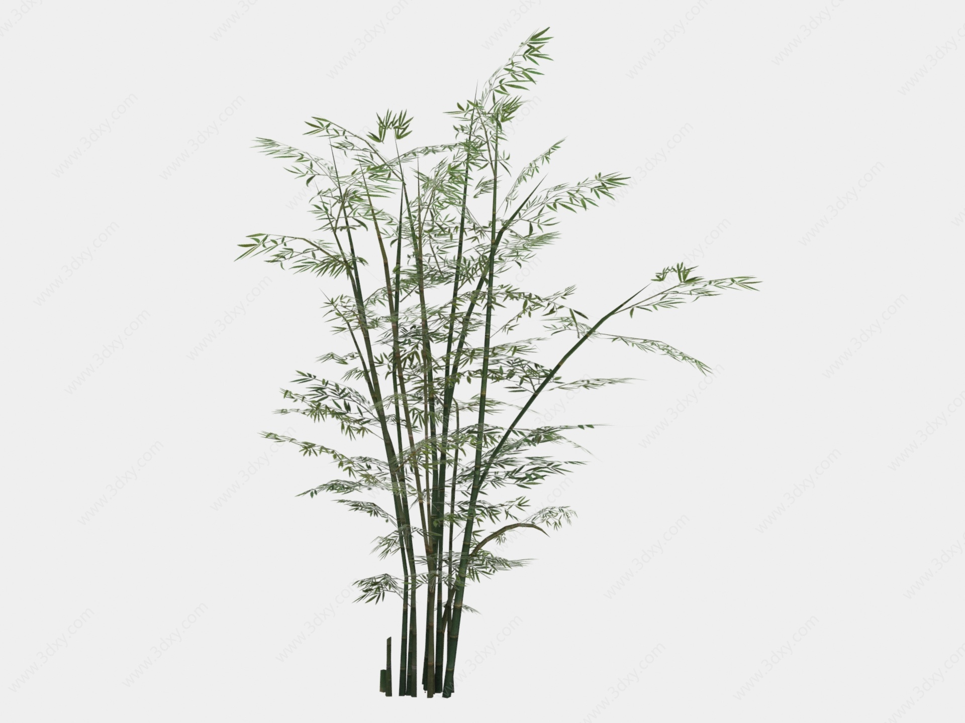 现代植物竹子3D模型