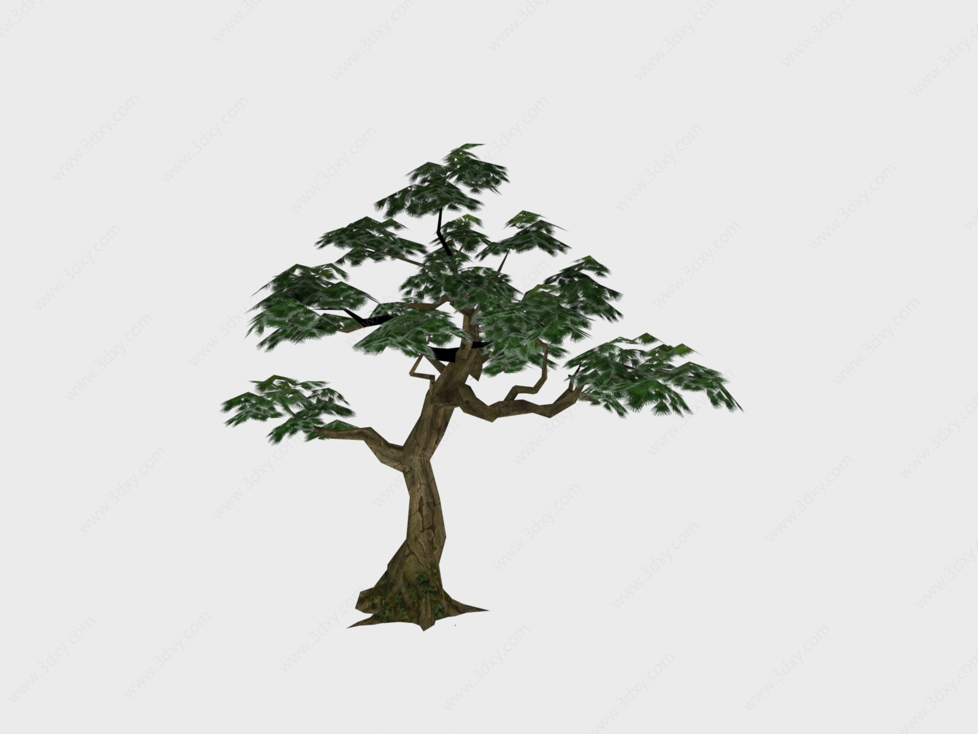 现代植物针叶树木3D模型