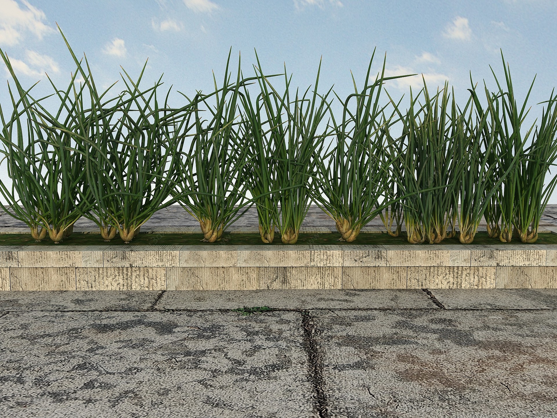 疏菜类植物3D模型